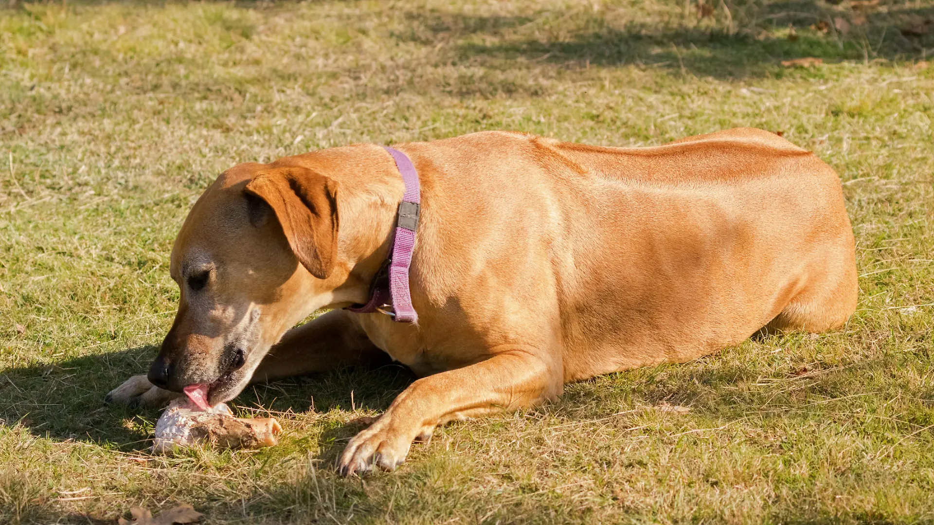 Brauner Hund liegt in der Sonne auf der Wiese und leckt an einem Knochen