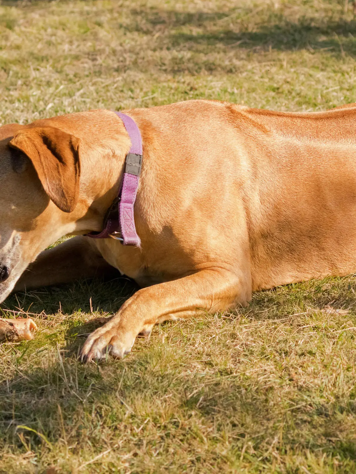 Brauner Hund liegt in der Sonne auf der Wiese und leckt an einem Knochen