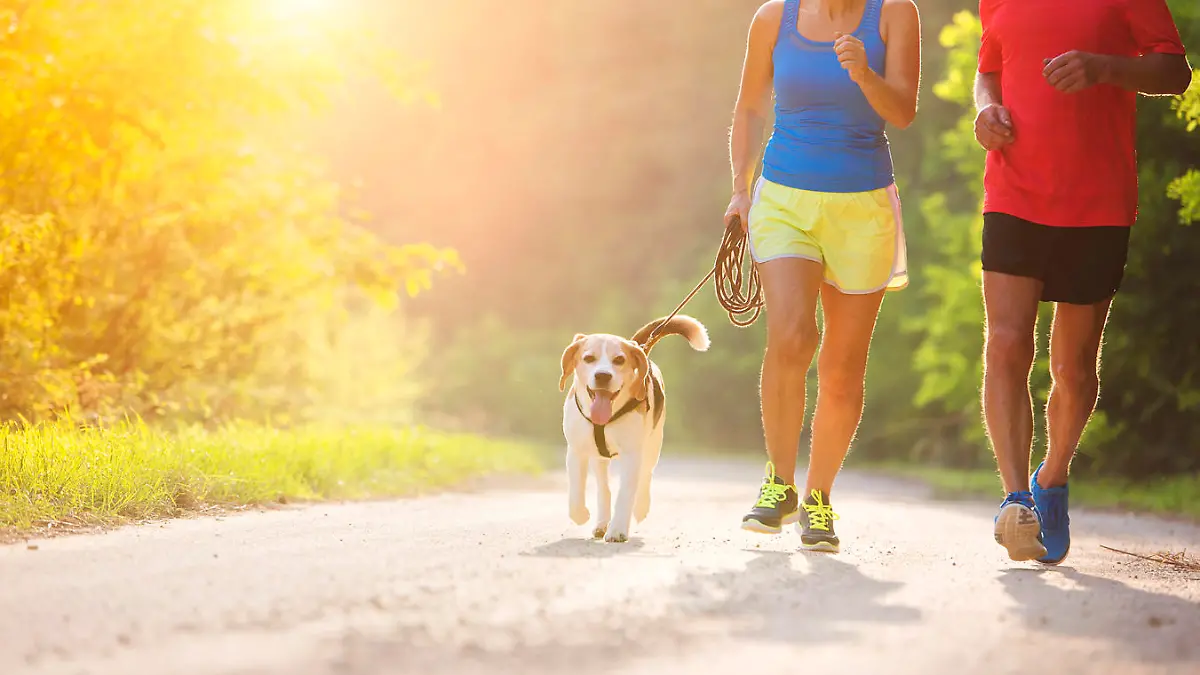 Active seniors running with their dog outside in green nature