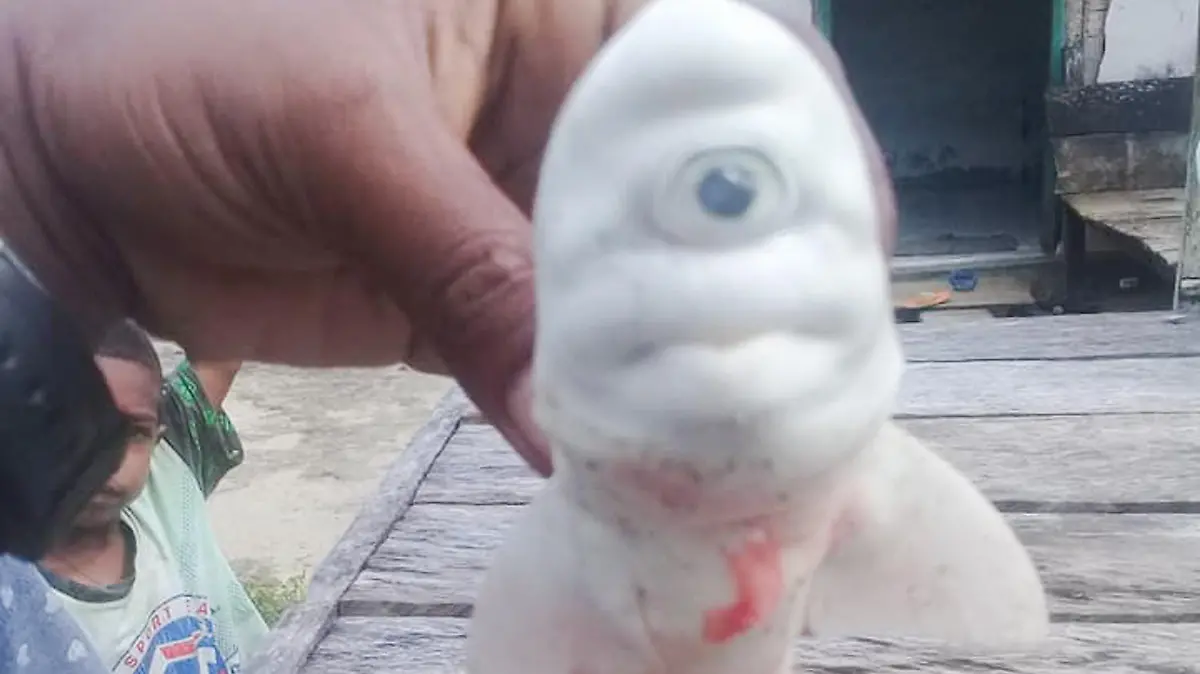 Maluku, Indonesien: Fischer erschraken, als sie einen weißen Hai mit nur einem Auge fanden.