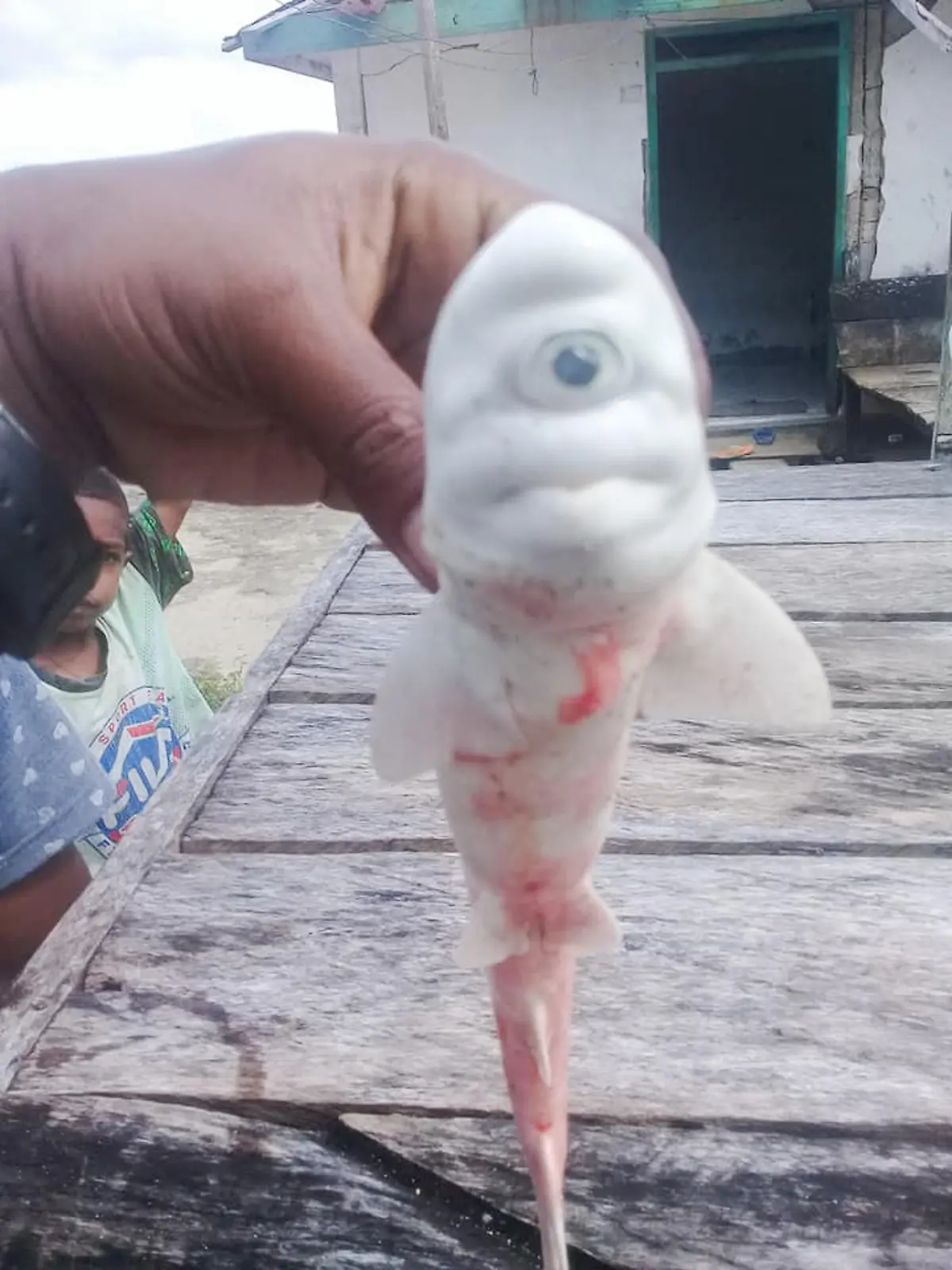 Maluku, Indonesien: Fischer erschraken, als sie einen weißen Hai mit nur einem Auge fanden.