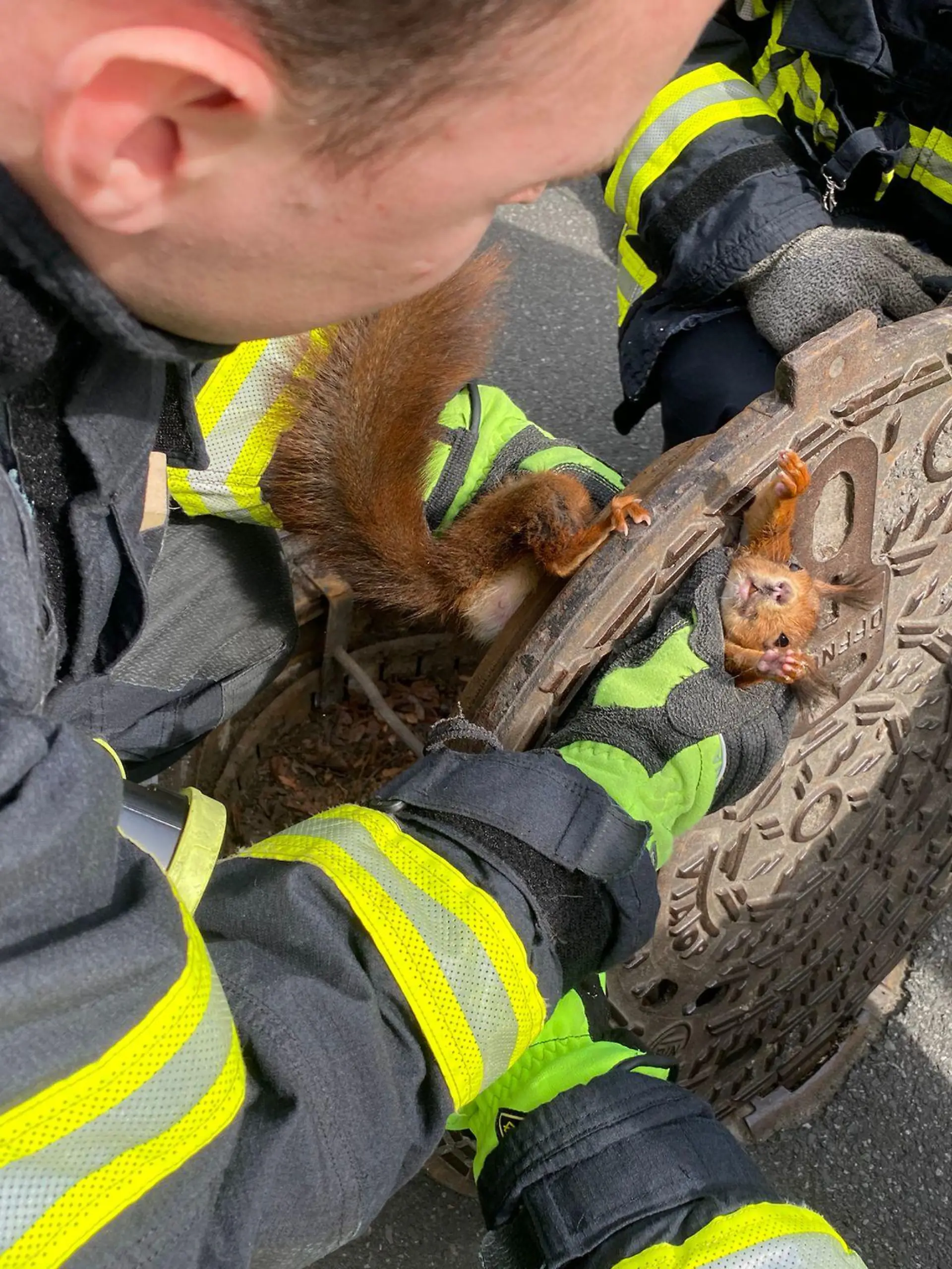 HANDOUT - 10.04.2023, Nordrhein-Westfalen, Dortmund: Feuerwehrmänner heben den Gullydeckel an und befreien ein Eichhörnchen, das darin steckengeblieben ist. Eine Spaziergängerin hatte das in Not geratene Nagetier bemerkt. Beim Osterspaziergang habe die Frau gesehen, wie es aus dem Gullydeckel herausschaute, teilte die Feuerwehr mit. (zu dpa Eichhörnchen steckt in Gullydeckel fest - Feuerwehr als Retter) Foto: Feuerwehr Dortmund/dpa - ACHTUNG: Nur zur redaktionellen Verwendung im Zusammenhang mit der aktuellen Berichterstattung und nur mit vollständiger Nennung des vorstehenden Credits +++ dpa-Bildfunk +++