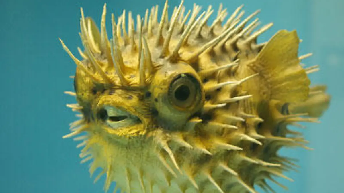 Fotolia kugelfisch