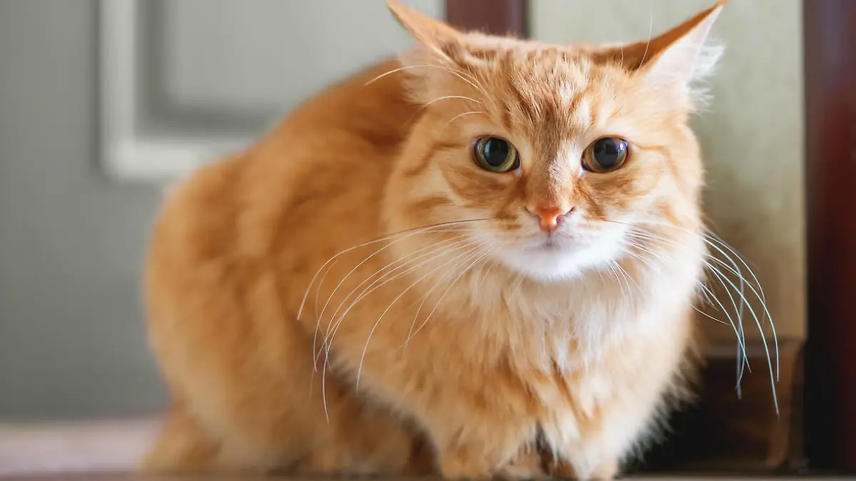 Gestresste Katze kauert auf dem Boden.