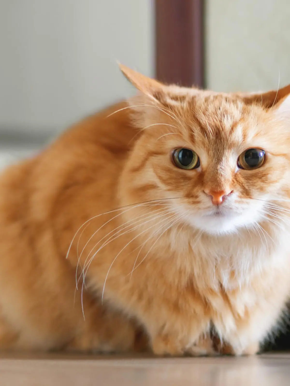 Gestresste Katze kauert auf dem Boden.