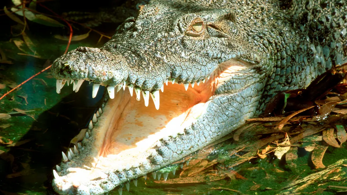 AUS, 2002: Leistenkrokodil, auch Salzwasserkrokodil genannt (Crocodylus porosus), liegt mit offenem Rachen da, um Waerme abzustrahlen. |AUS, 2002: Saltwater Crocodile (Crocodylus porosus). Basking open mouthed is a means of temperature regulation. | [