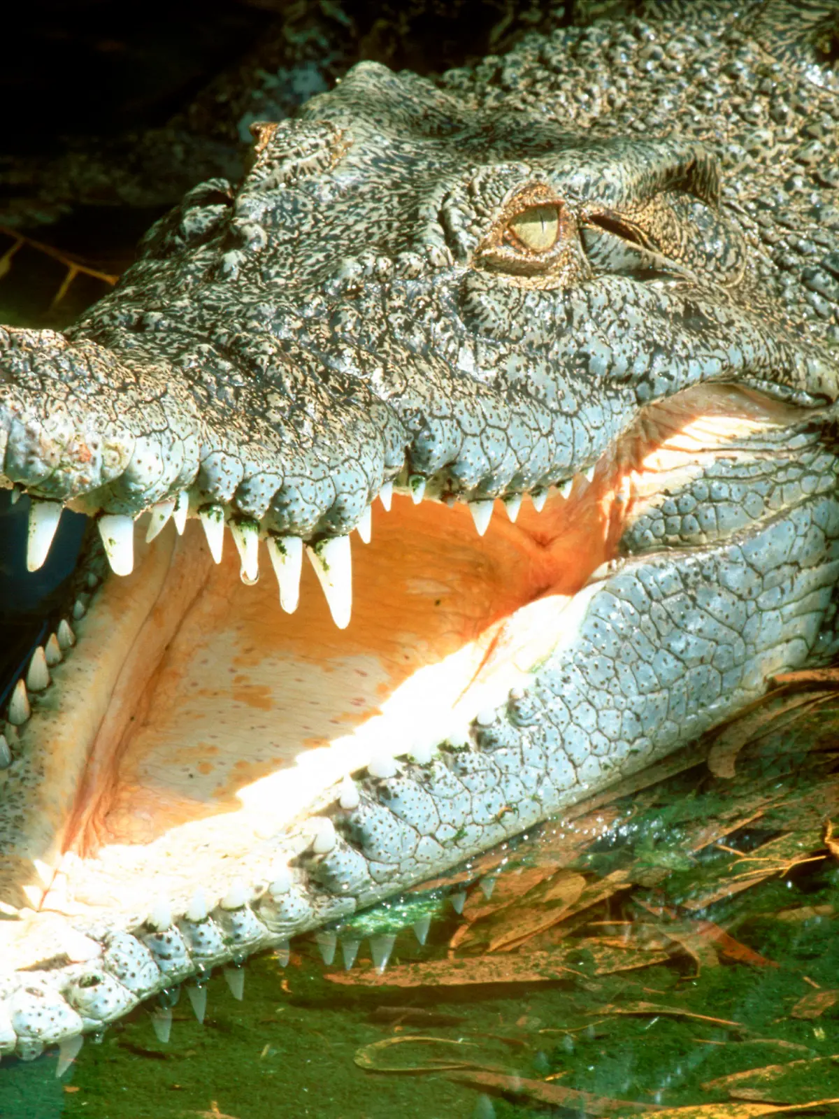 AUS, 2002: Leistenkrokodil, auch Salzwasserkrokodil genannt (Crocodylus porosus), liegt mit offenem Rachen da, um Waerme abzustrahlen. |AUS, 2002: Saltwater Crocodile (Crocodylus porosus). Basking open mouthed is a means of temperature regulation. | [