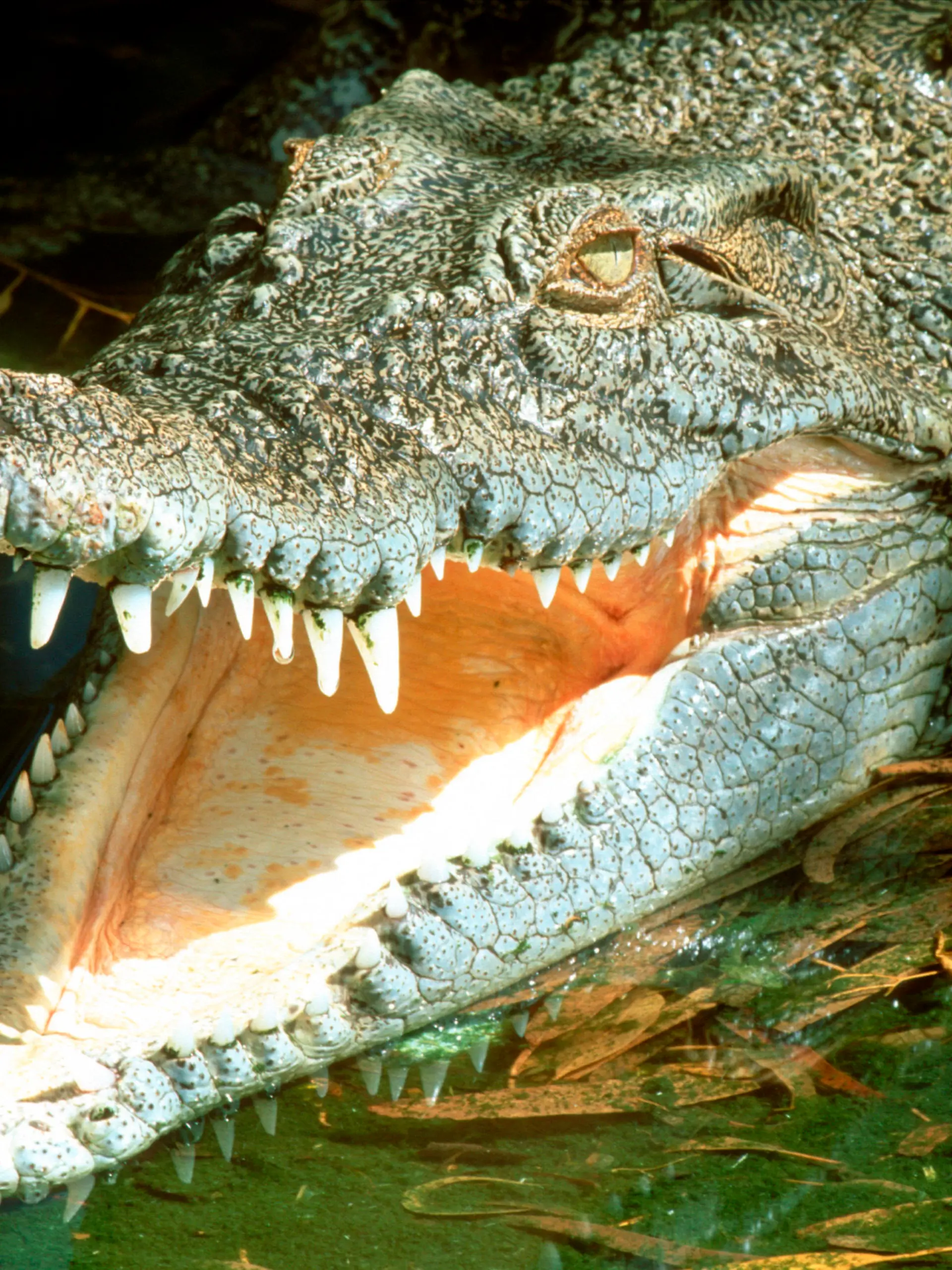 AUS, 2002: Leistenkrokodil, auch Salzwasserkrokodil genannt (Crocodylus porosus), liegt mit offenem Rachen da, um Waerme abzustrahlen. |AUS, 2002: Saltwater Crocodile (Crocodylus porosus). Basking open mouthed is a means of temperature regulation. | [