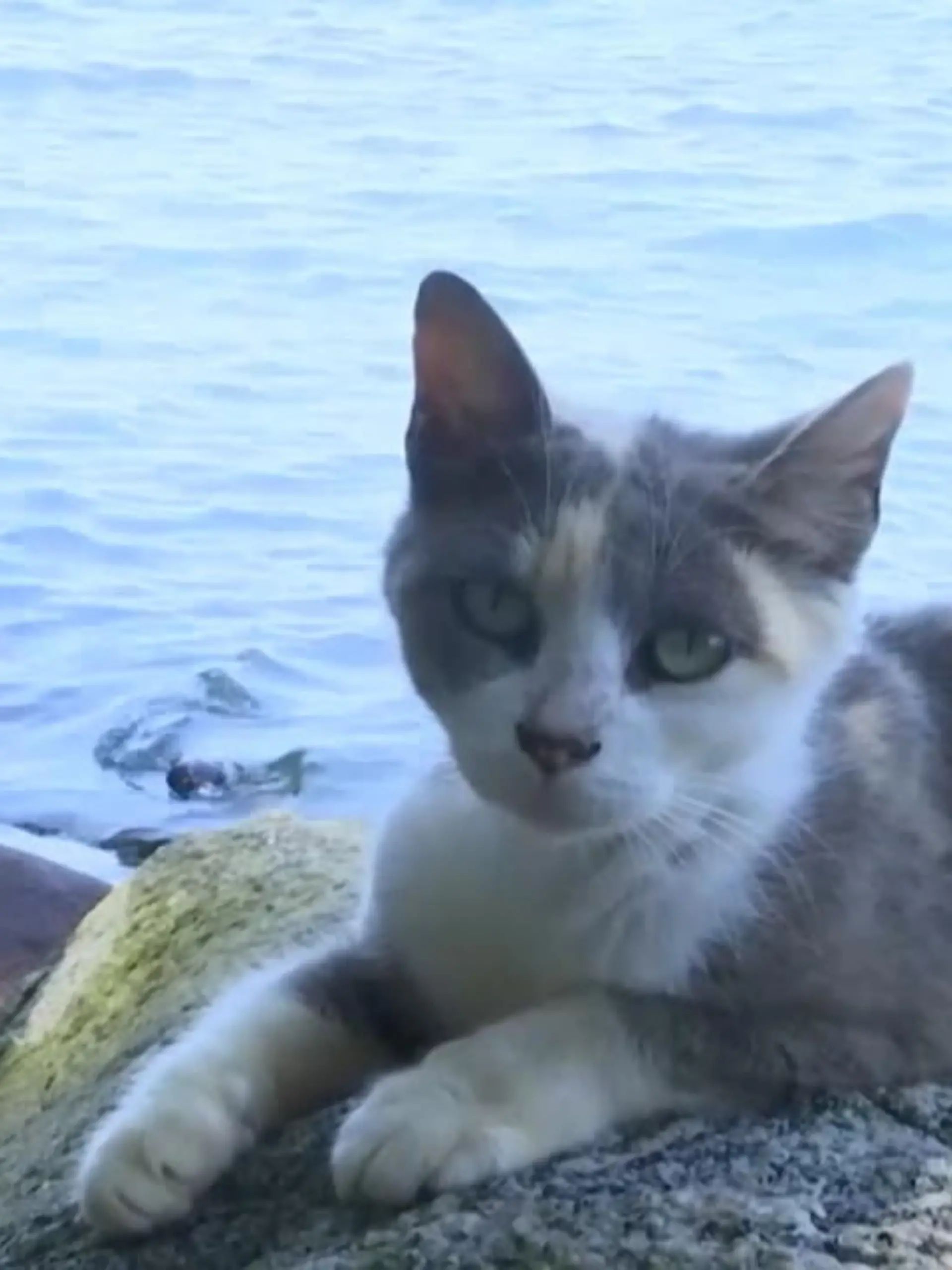 Auf Furtada Island leiden die Katzen aktuell unter einer Hungersnot, denn die Touristen, die die Katzen sonst füttern, bleiben aus.