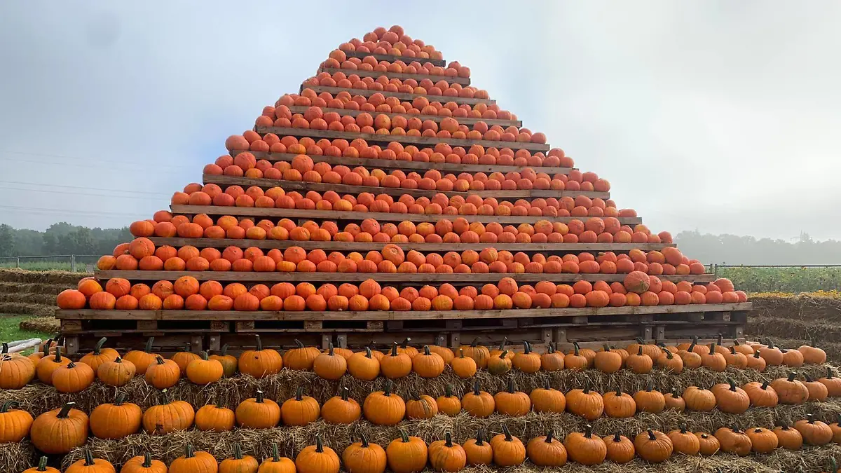 Kürbis-Pyramide Hof Bartels