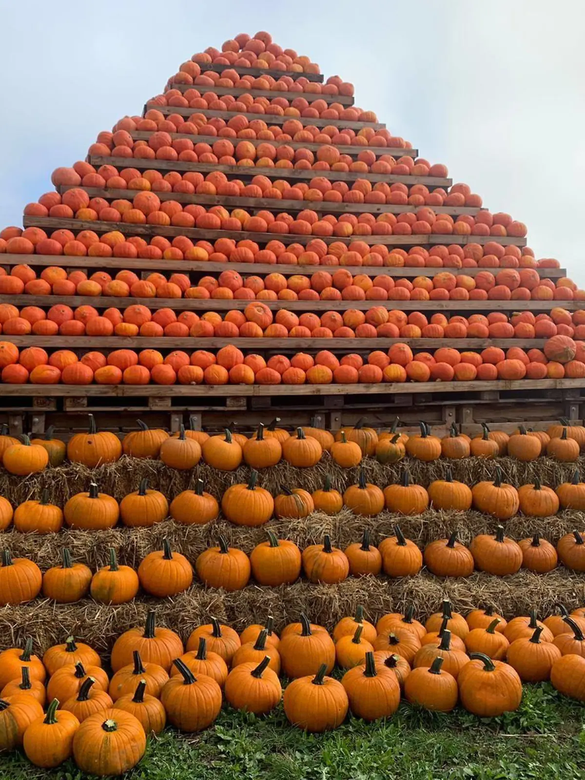 Kürbis-Pyramide Hof Bartels