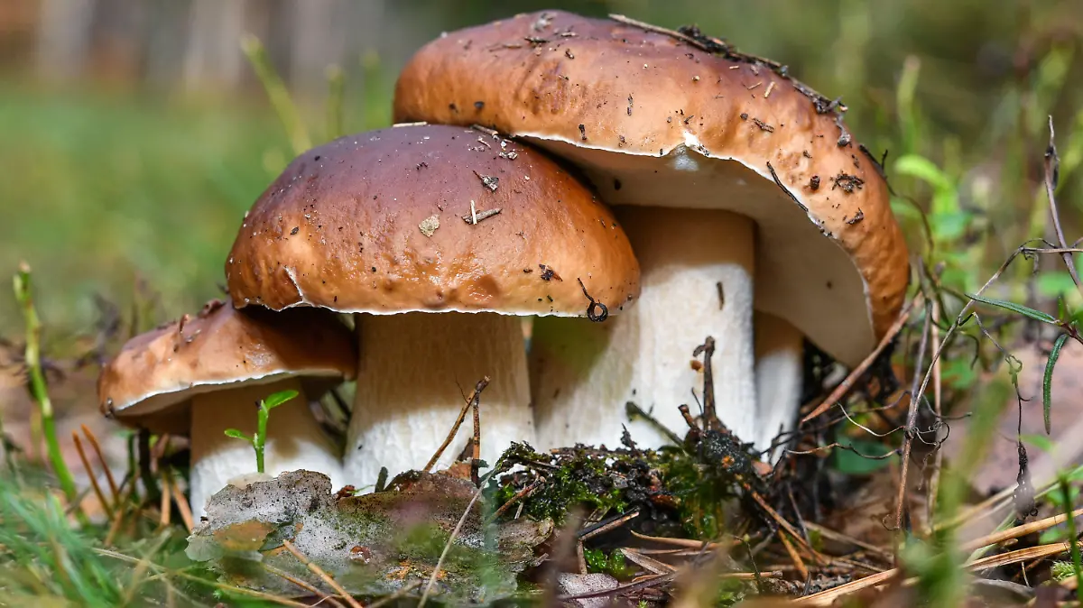 ARCHIV - 26.09.2017, Brandenburg, Biegen: Drei Steinpilze wachsen eng beieinander. (zu dpa «Pilzsaison bereits voll im Gange») Foto: Patrick Pleul/zb/dpa +++ dpa-Bildfunk +++