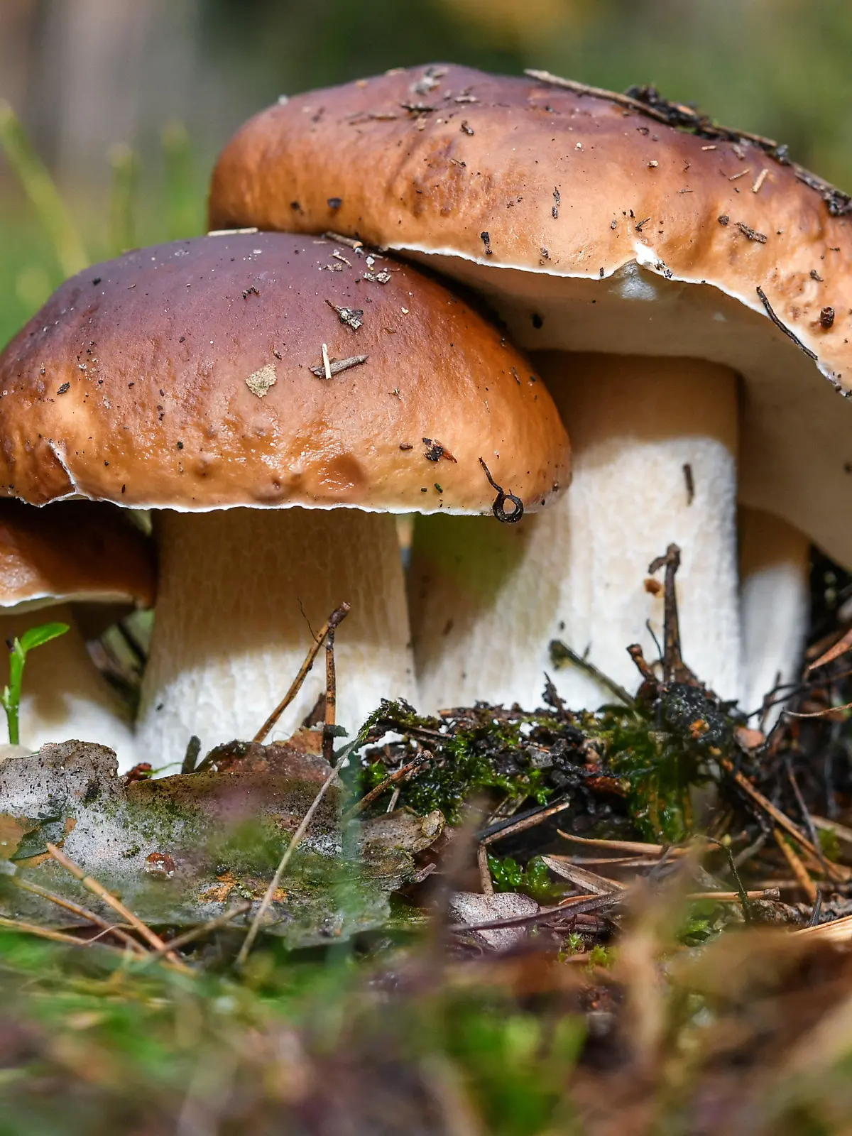 ARCHIV - 26.09.2017, Brandenburg, Biegen: Drei Steinpilze wachsen eng beieinander. (zu dpa «Pilzsaison bereits voll im Gange») Foto: Patrick Pleul/zb/dpa +++ dpa-Bildfunk +++