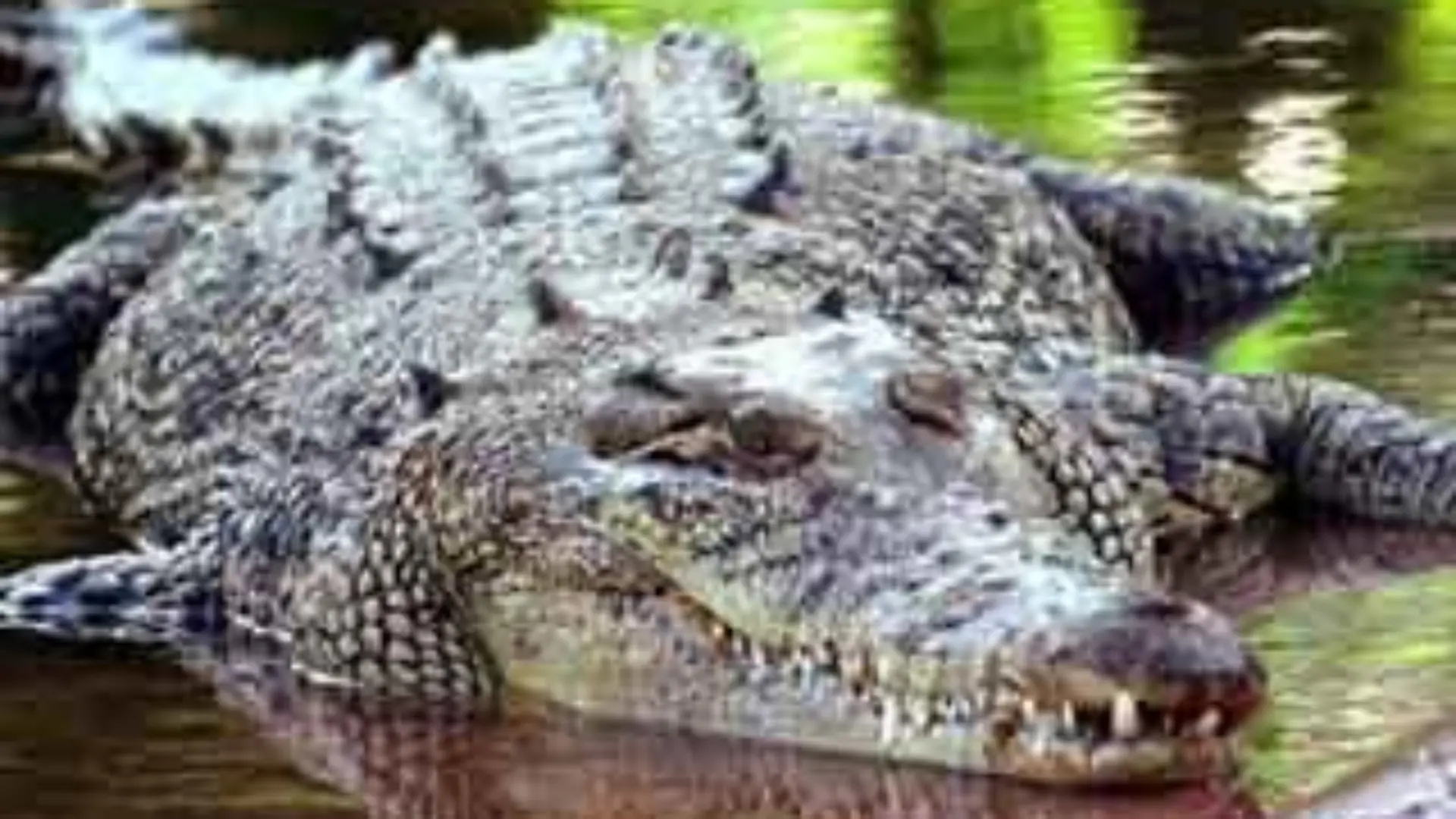 Ein Salzwasserkrokodil (undatierte Aufnahme) wie dieses hat einen 22-Jährigen am 21.12.2003 vor den Augen seiner Freunde in Nordaustralien angegriffen und getötet. Die beiden Bekannten des Opfers konnten sich in letzter Minute auf einen Baum flüchten und harrten dort bis zu ihrer Rettung durch einen Hubschrauber 22 lang Stunden aus. Das Salzwasser-Krokodil hatte den 22-Jährigen attackiert, als er sein Fahrrad in einem Fluss 80 Kilometer von der Stadt Darwin entfernt wusch. Seine 19 Jahre alten Freunde wollten ihm noch zu Hilfe eilen, retteten sich dann allerdings auf den Baum in der Mitte des Flusses. Die Panzerechse belauerte sie daraufhin über Stunden.