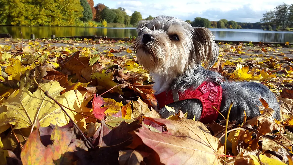Herbst-Hund-alex-wedekind