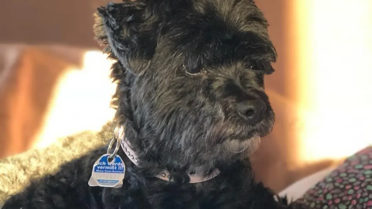 schwarzer Hund trägt eine Hundemarke am Halsband