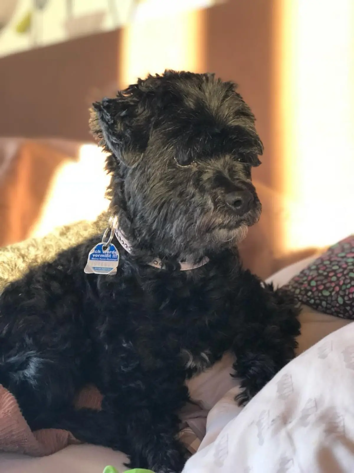 schwarzer Hund trägt eine Hundemarke am Halsband