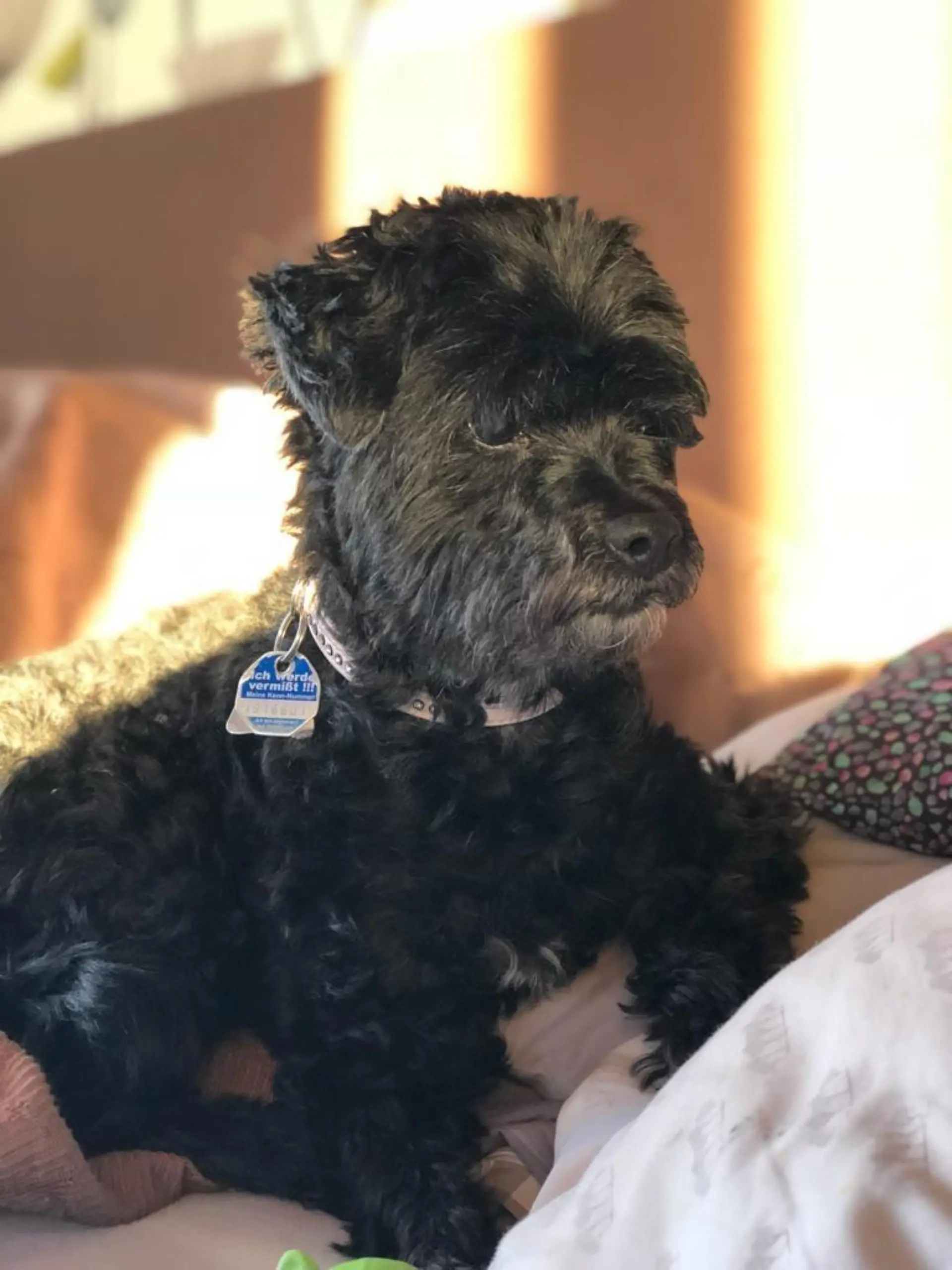 schwarzer Hund trägt eine Hundemarke am Halsband