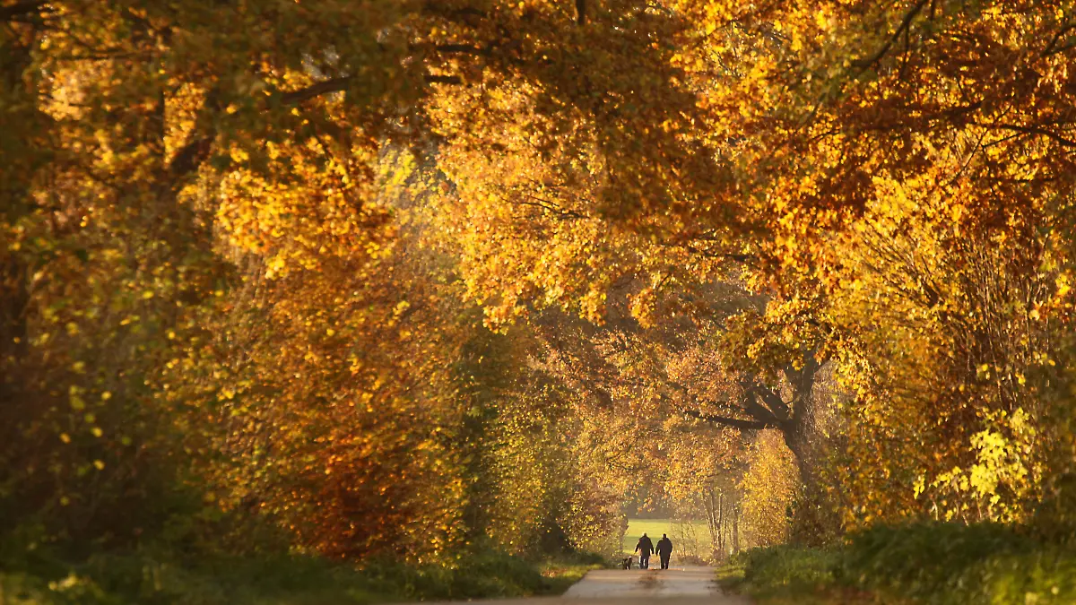Bei sonnigem Wetter gehen Spaziergänger am Samstag (12.11.2011) durch eine herbstlich verfärbte Baumallee bei Bad Segeberg spazieren. Auch in den kommenden Tagen soll das Wetter in Norddeutschland sonnig aber kühl bleiben. Foto: Ulrich Perrey/lno