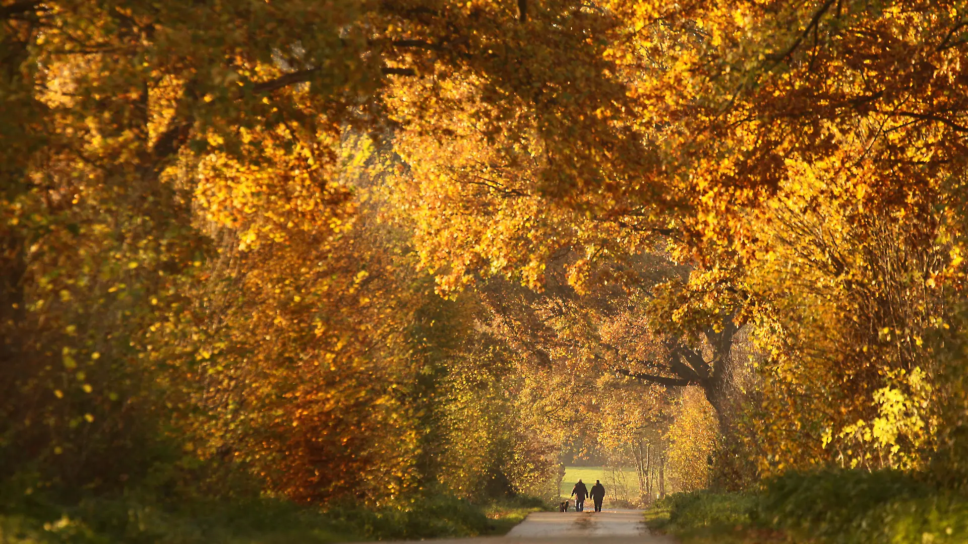 Bei sonnigem Wetter gehen Spaziergänger am Samstag (12.11.2011) durch eine herbstlich verfärbte Baumallee bei Bad Segeberg spazieren. Auch in den kommenden Tagen soll das Wetter in Norddeutschland sonnig aber kühl bleiben. Foto: Ulrich Perrey/lno