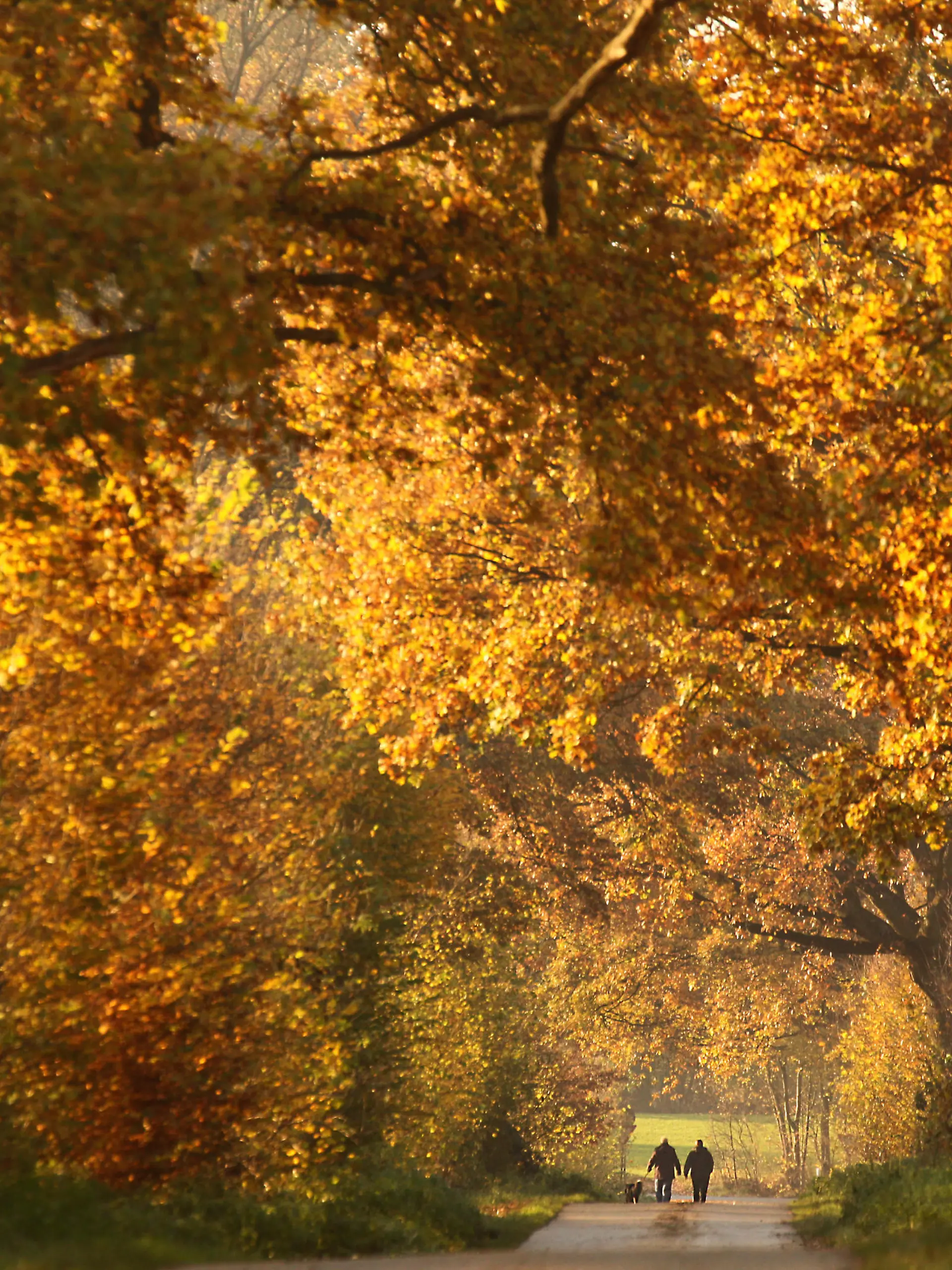 Bei sonnigem Wetter gehen Spaziergänger am Samstag (12.11.2011) durch eine herbstlich verfärbte Baumallee bei Bad Segeberg spazieren. Auch in den kommenden Tagen soll das Wetter in Norddeutschland sonnig aber kühl bleiben. Foto: Ulrich Perrey/lno