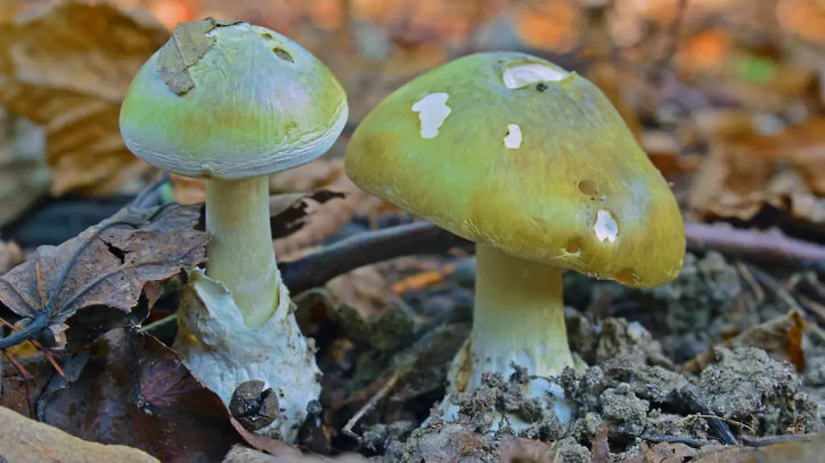 deadly toxic amanita phalloides mushroom, deathcap