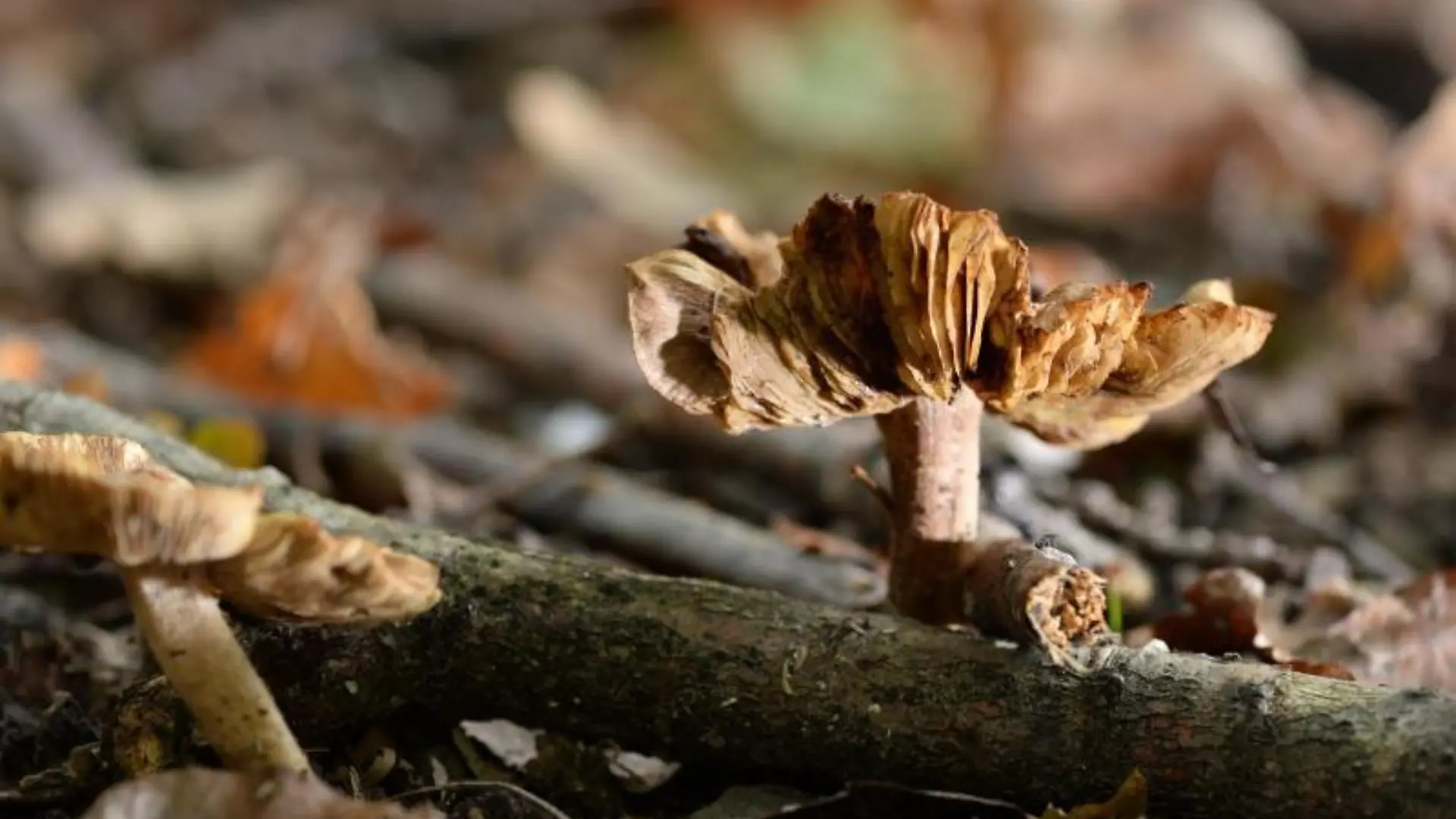 Pilze im Wald