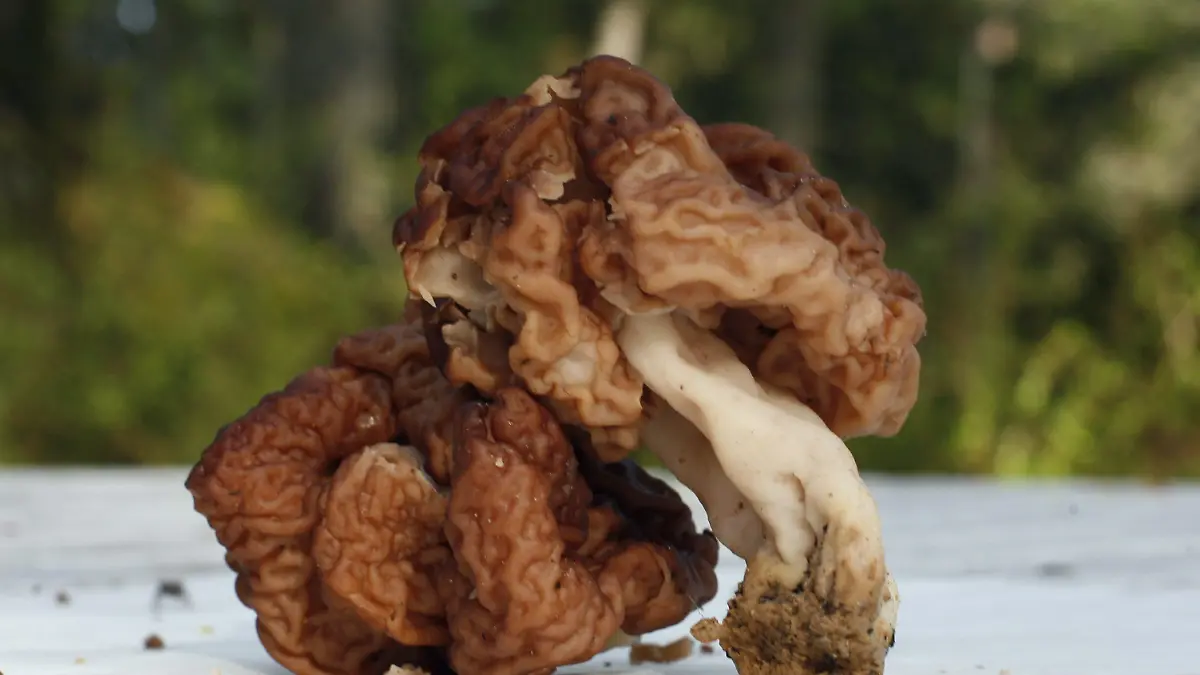 Poisonous false morels (Gyromitra esculenta). Photo: Matti Björkman +++(c) dpa - Report+++