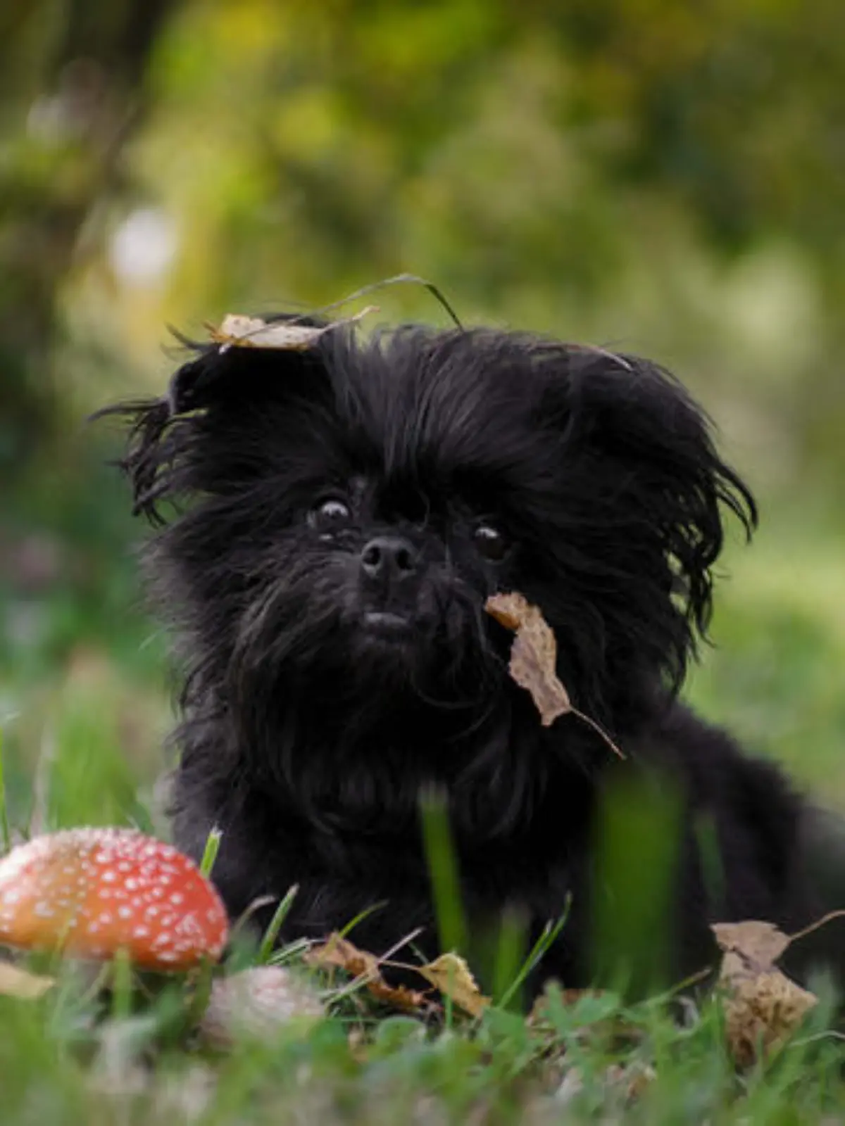 Black shaggy affenpincher dog sitting next to the fly agaric on the grass in the forest