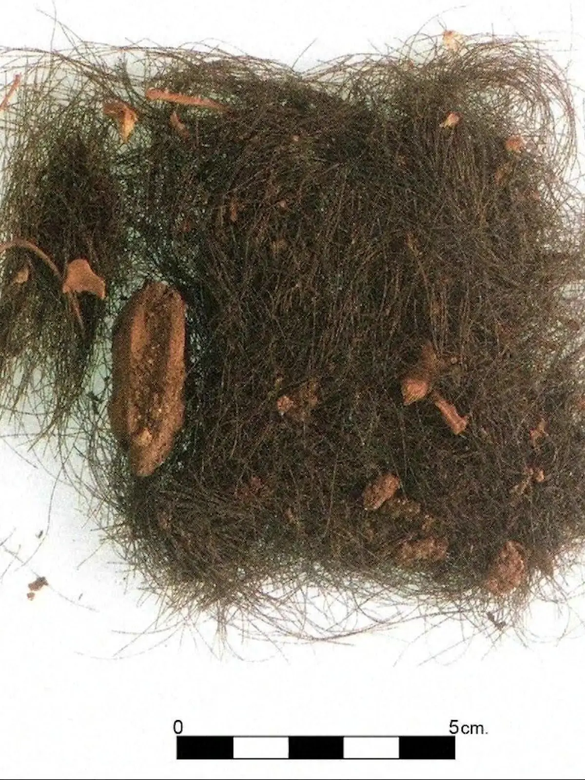 Haarbüschel