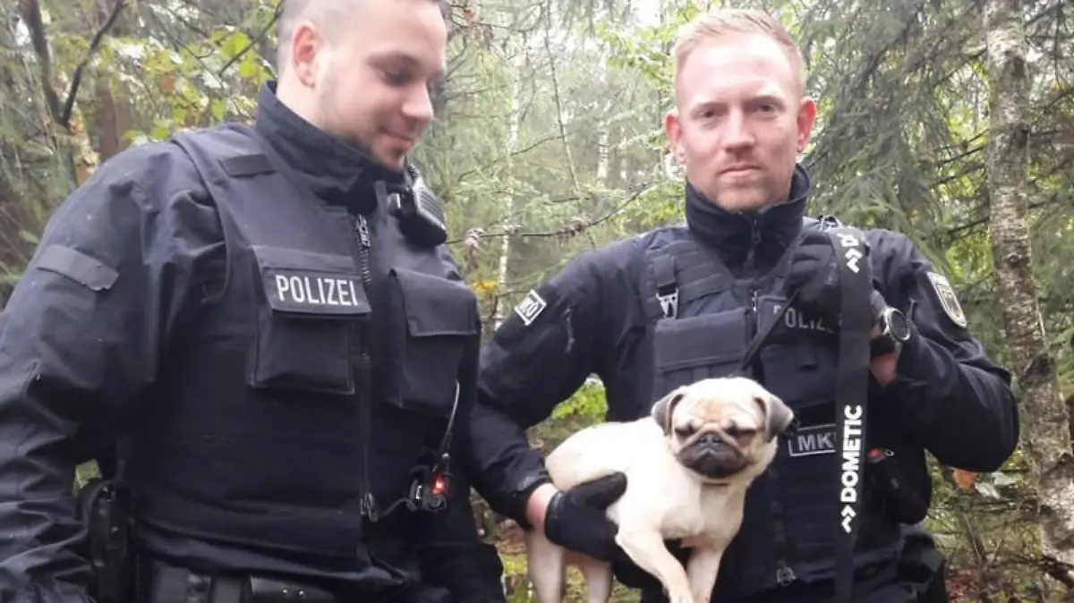 Mops aus Bockhorn