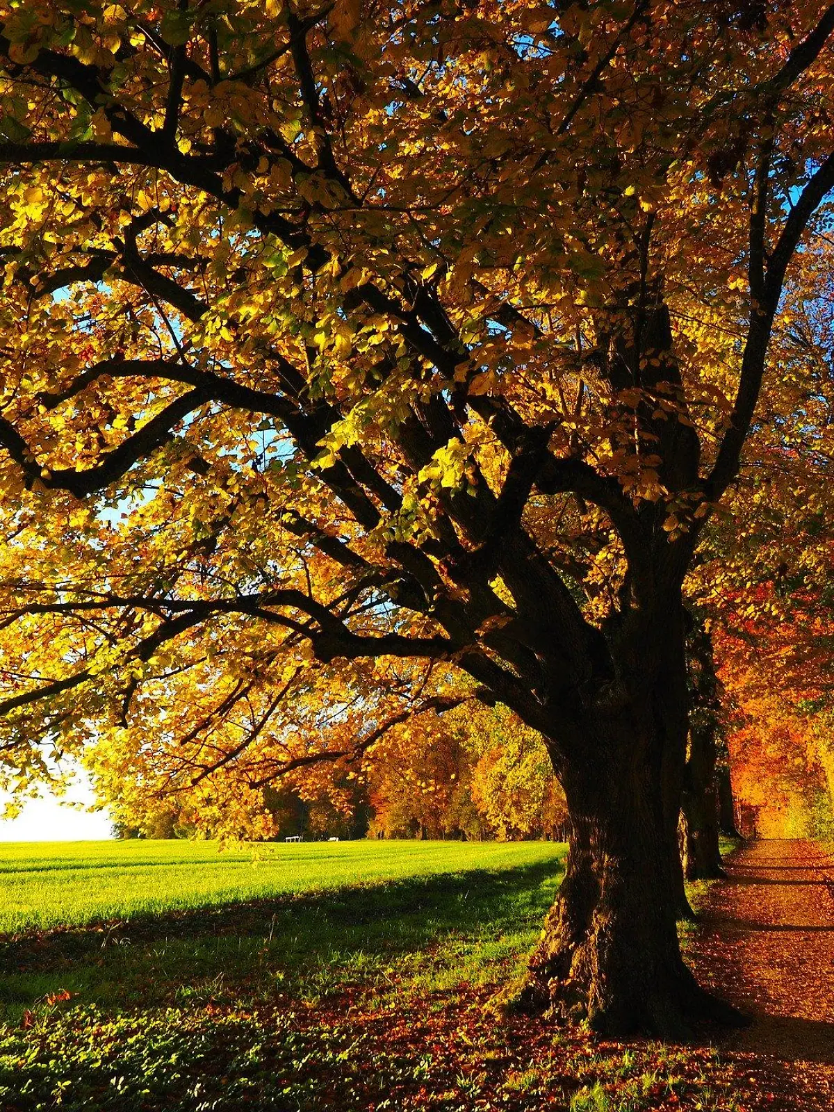 Feldweg im Herbst