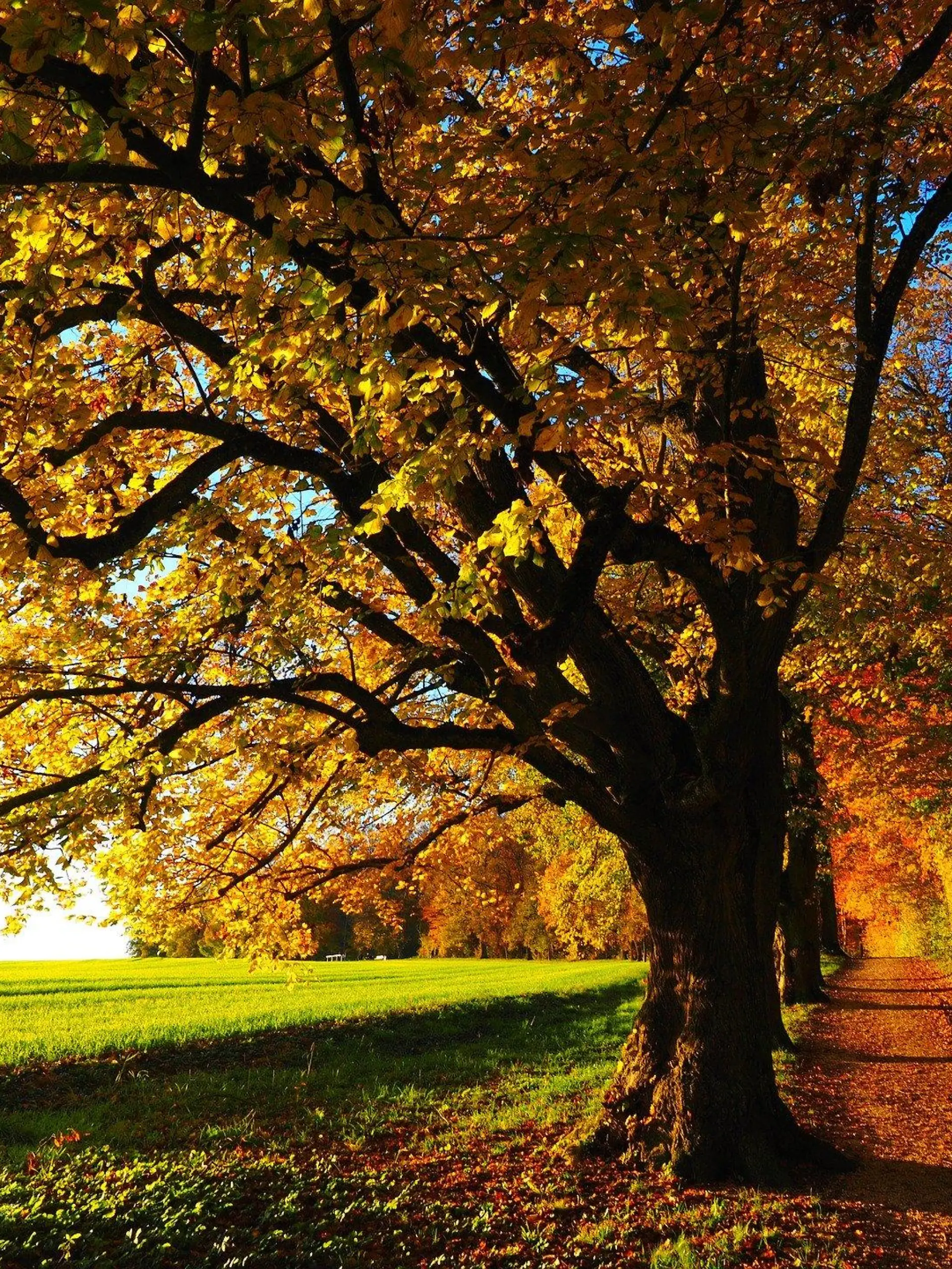 Feldweg im Herbst