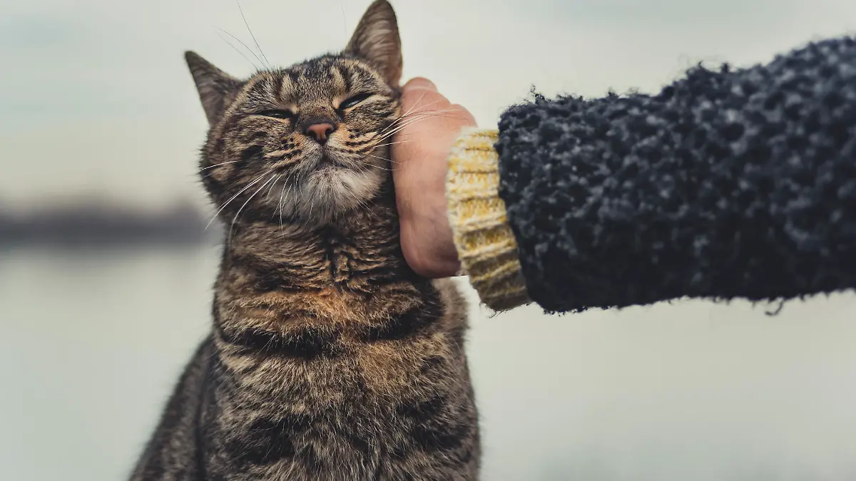 Katze wird gestreichelt