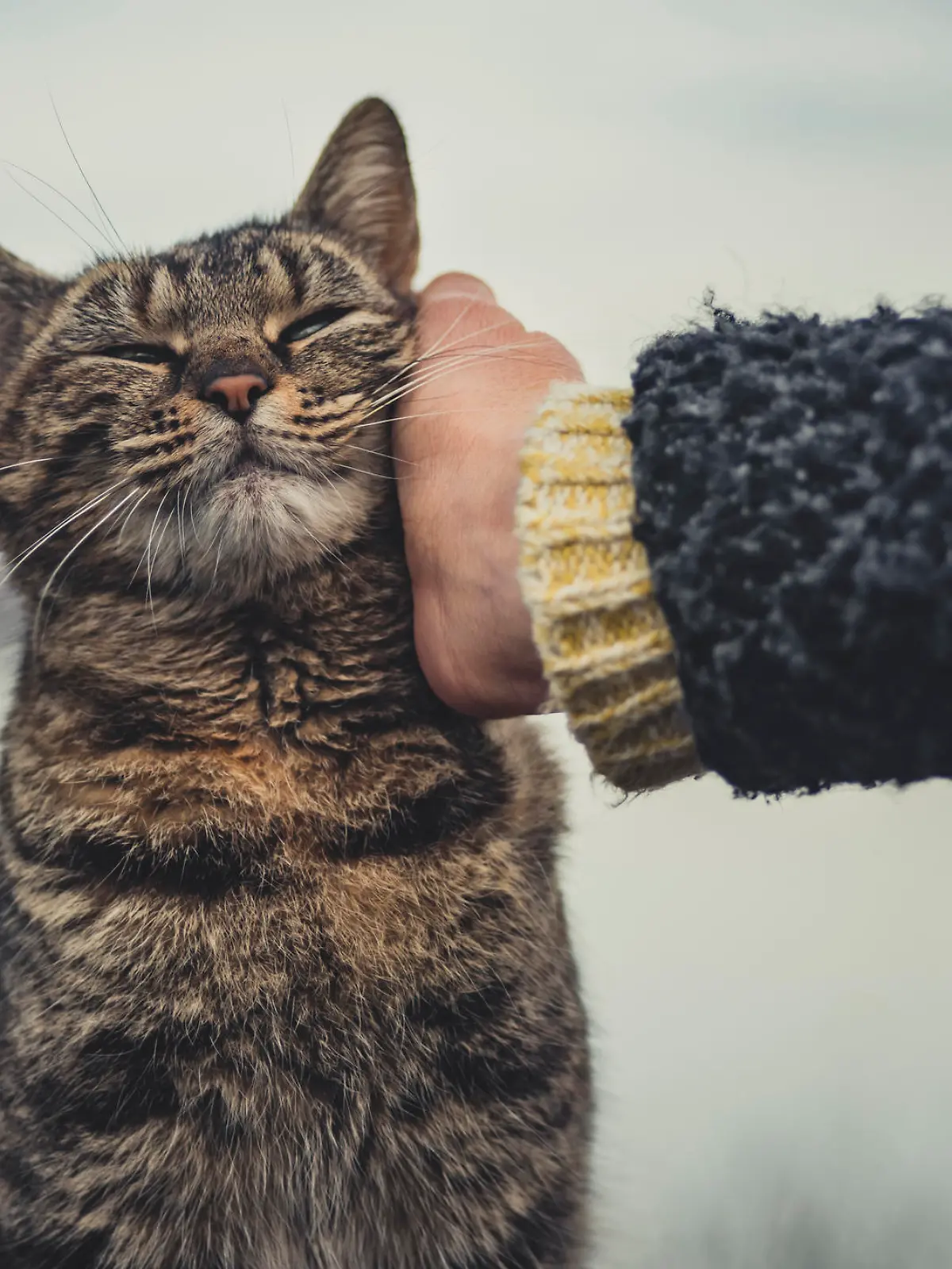 Katze wird gestreichelt