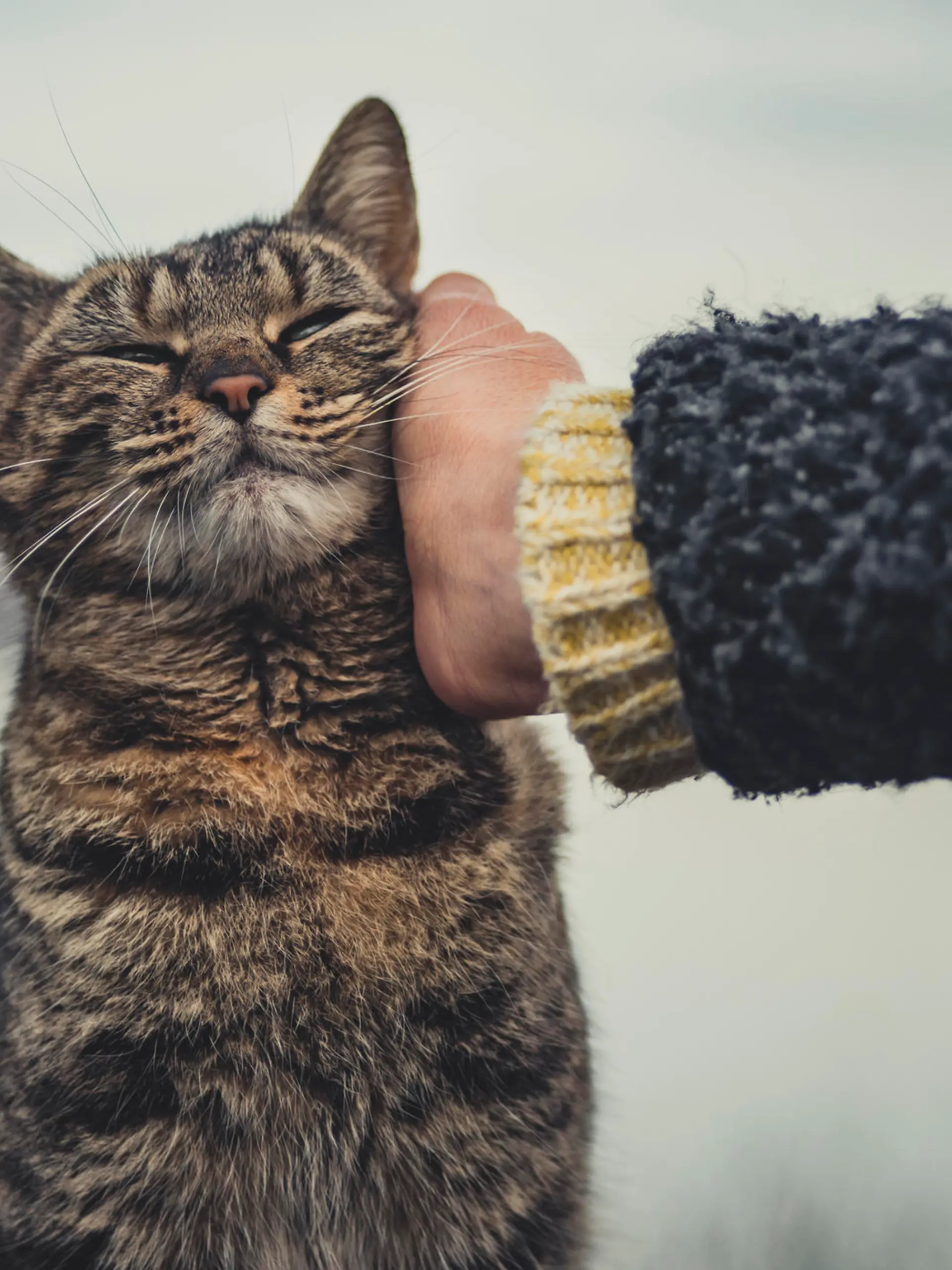Katze wird gestreichelt