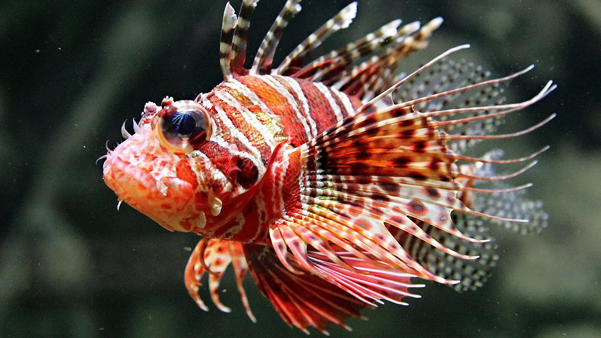 A Lion fish (Pterois volitans) swims in an aquarium at Aquaria KLCC in Kuala Lumpur, Malaysia on Friday 19 August 2005. The aquarium, which cost some 1.1 billion ringgit (29.3 million dollars) to set up, is located in a convention centre connected to another one of the city's main attractions, the Petronas Twin Towers, and is set to be one of the countryÑs landmark tourist attractions. Foto: AHMAD YUSNI +++(c) dpa - Report+++