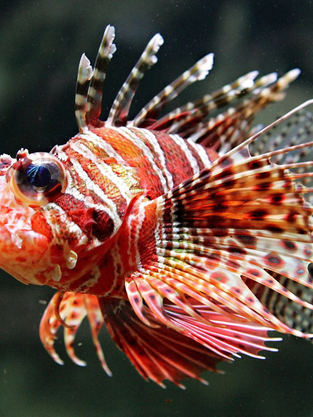 A Lion fish (Pterois volitans) swims in an aquarium at Aquaria KLCC in Kuala Lumpur, Malaysia on Friday 19 August 2005. The aquarium, which cost some 1.1 billion ringgit (29.3 million dollars) to set up, is located in a convention centre connected to another one of the city's main attractions, the Petronas Twin Towers, and is set to be one of the countryÑs landmark tourist attractions. Foto: AHMAD YUSNI +++(c) dpa - Report+++