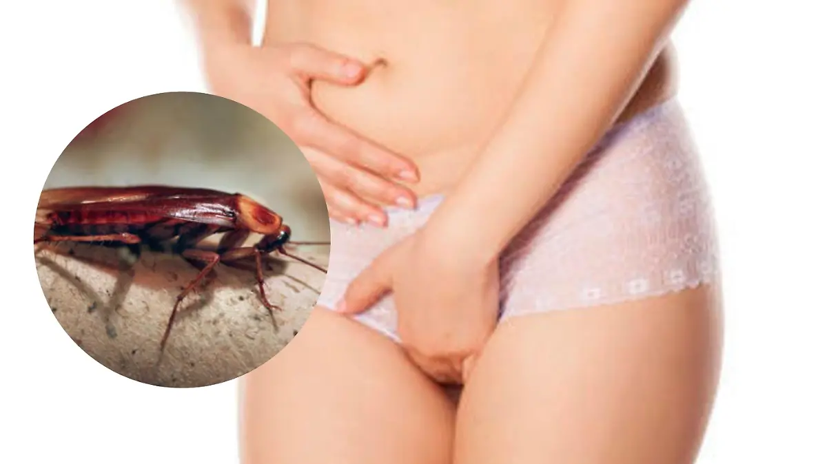 Kakerlake in Unterleib gefunden
