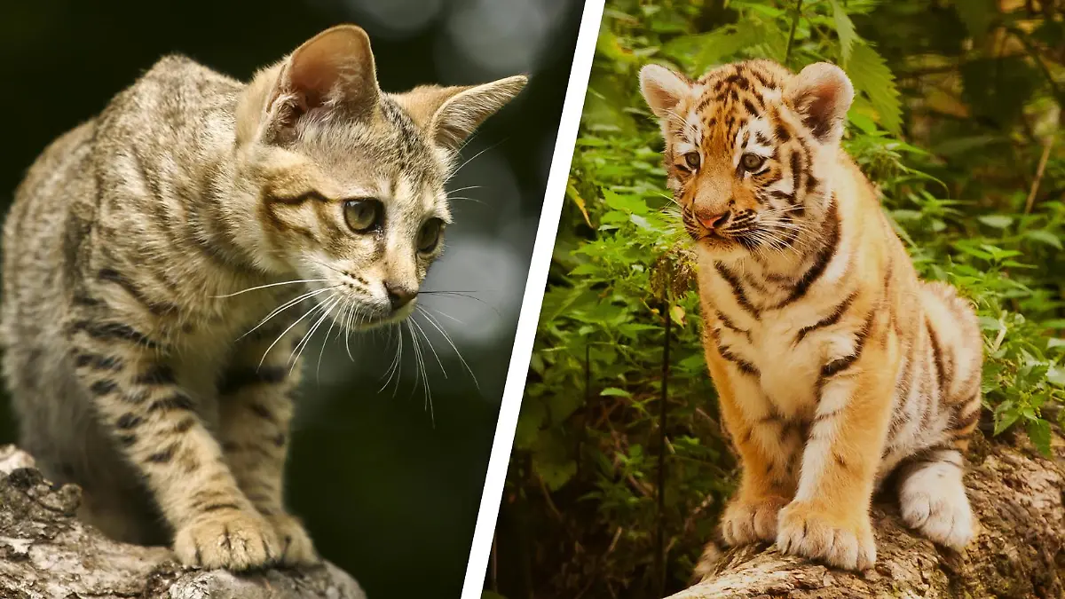 Links eine Savannah-Katze, rechts ein Tiger-Junges.