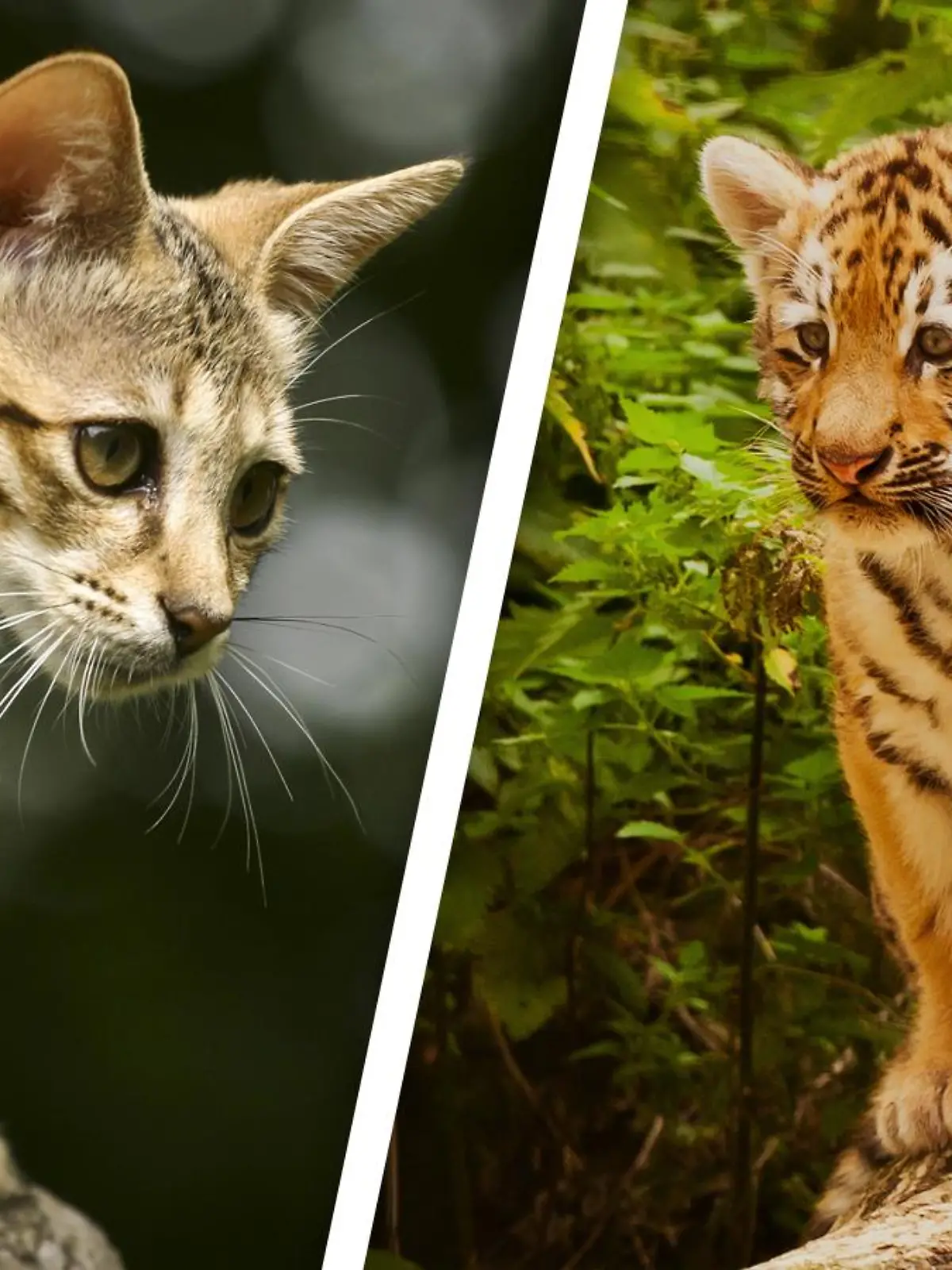 Links eine Savannah-Katze, rechts ein Tiger-Junges.