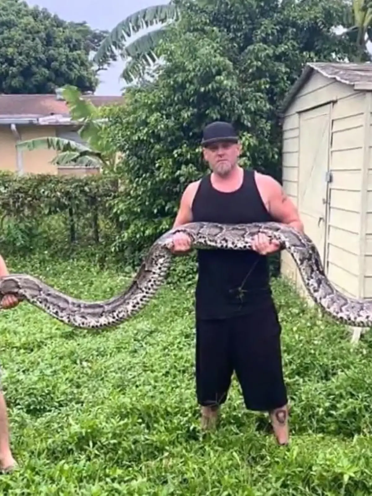 In Florida haben zwei Männer einen Python gefangen, der 5,72 Meter lang ist. Und damit könnten sie sogar einen Rekord gebrochen haben. Der größte jemals zuvor in der Wildnis erlegte Tigerpython war rund 5,70 Meter lang. Ryan Ausburn und Kevin Pavlidis sind zwar Profis, dennoch brachte dieser Fang auch ihre Beine zum Zittern, wie sie im Video beschreiben. 