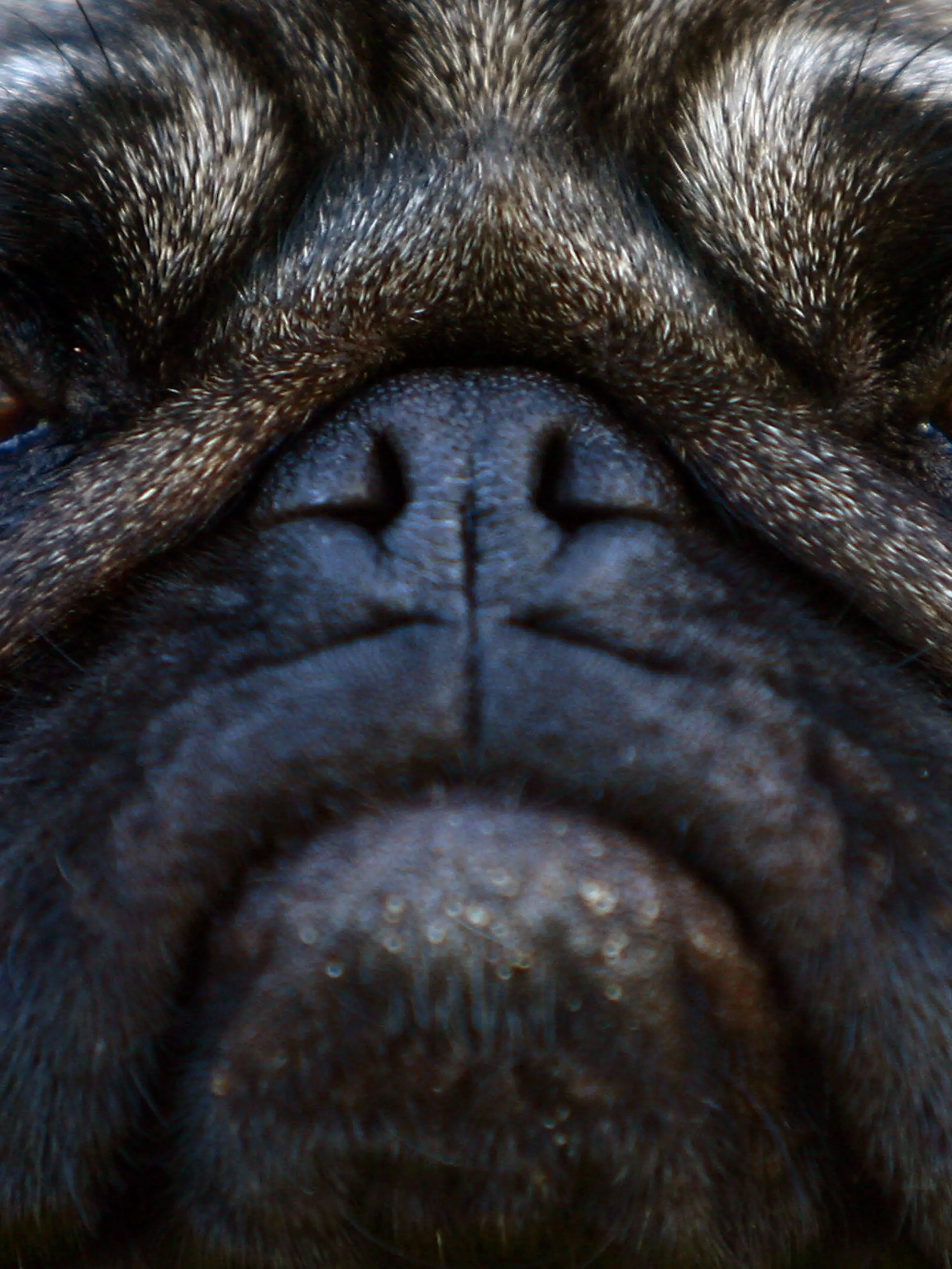 ARCHIV - 12.02.2008, Nordrhein-Westfalen, Düsseldorf: Die Mops-Dame «Lotte» wärend eines Spaziergangs. Möpse mit kurzer Schnauze und Glubschaugen sind bei Hundefreunden beliebt. Doch das Leid der Tiere durch extreme Zucht ist groß. Der Tierschutzbeauftragte des Landes warnt: Das Problem betrifft nicht nur Möpse. (zu dpa ««Permanente Erstickungsangst» - Kritik an Qualzuchten bei Haustieren» vom 04.02.2019) Foto: Fredrik von Erichsen/dpa +++ dpa-Bildfunk +++