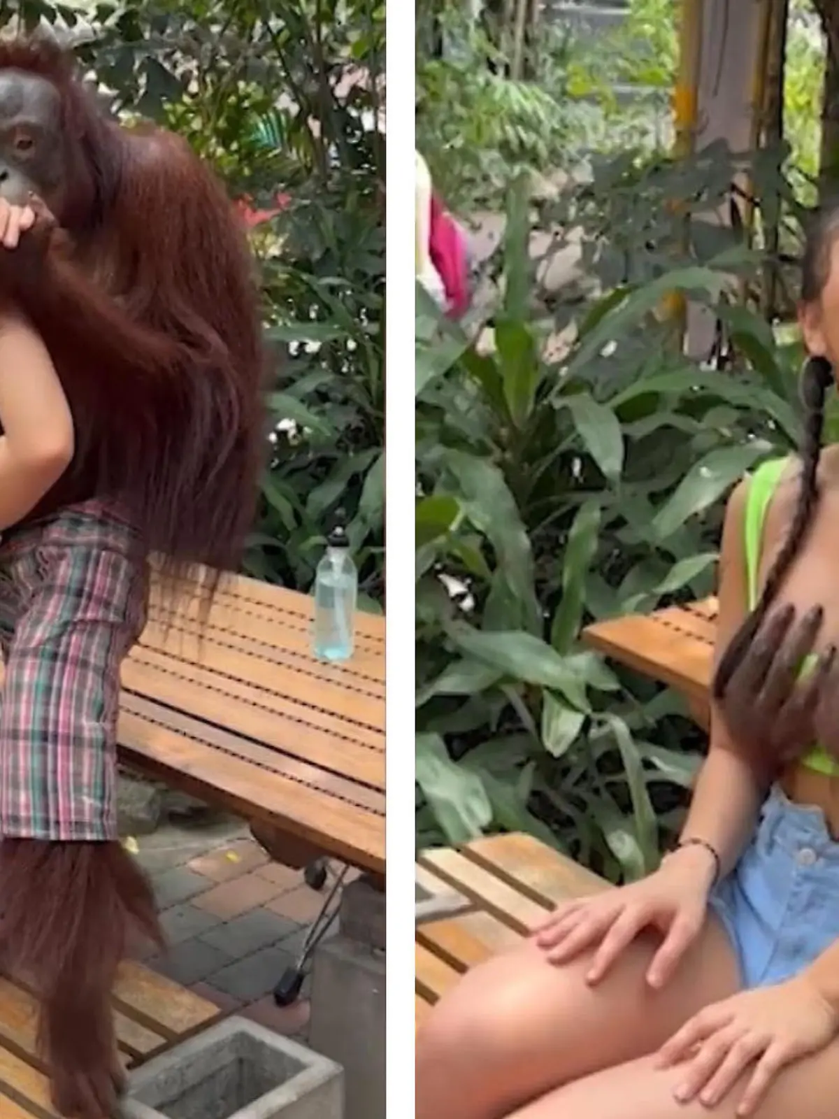 Ein Orang-Utan in einem Zoo in Bangkok in Thailand ist ein echter Touristenmagnet. Ja, der Affe kann sich auch wirklich verhalten wie ein echter Gentleman. Allerdings kann er auch ganz anders. Nach dem Handkuss wandern die Hände des Tieres plötzlich an die Brüste der Frau. Ihre Reaktion auf den Busengrabscher gibt es im Video.