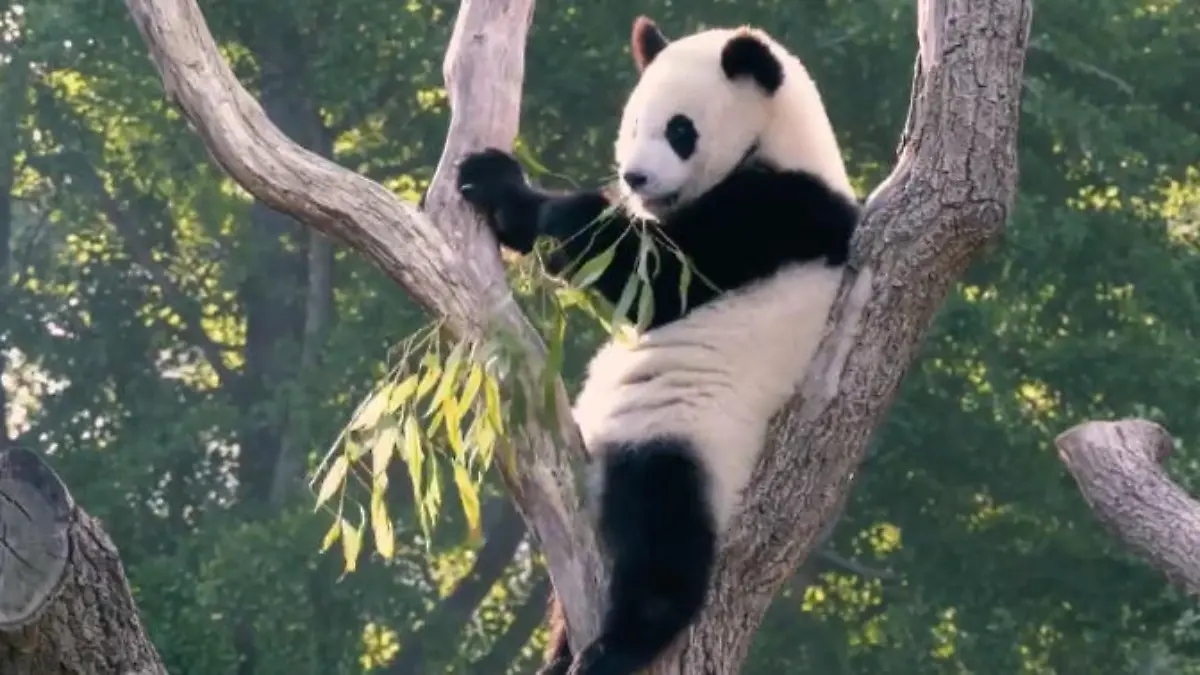 Pandabrüder fressen Bambus Berliner Pandas