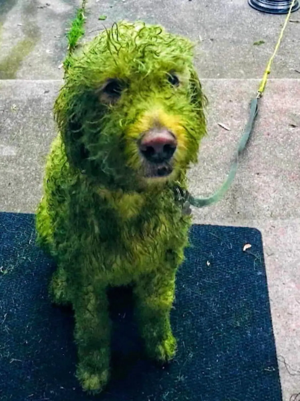 Bild zu: "Ist dieser Hund wirklich so grün?"
