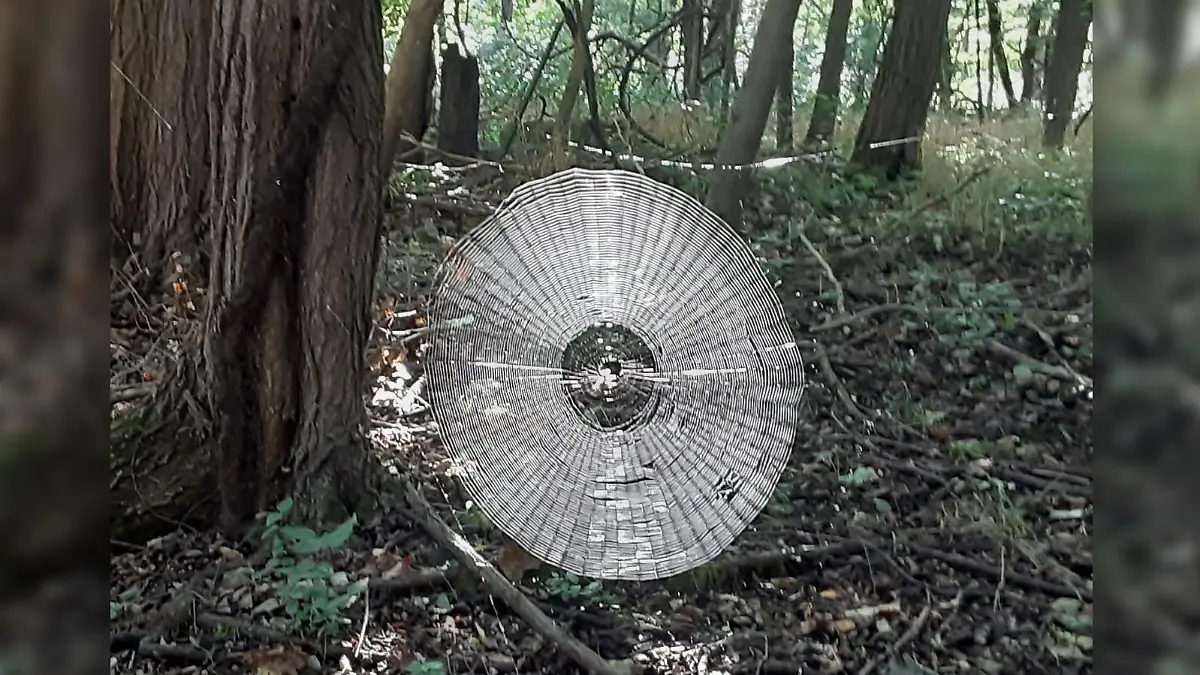 Schon mal so ein großes Spinnennetz gesehen?