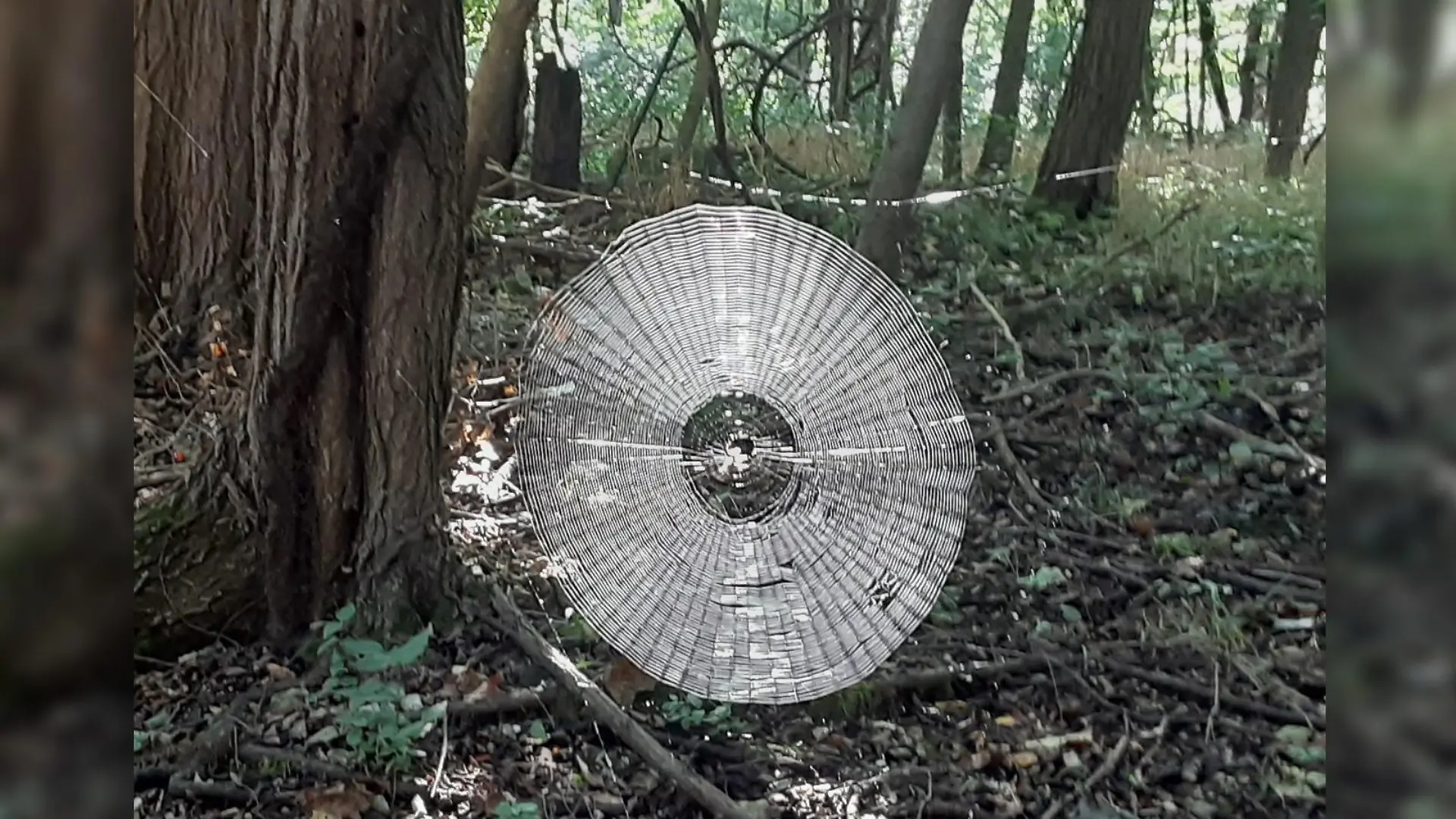 Schon mal so ein großes Spinnennetz gesehen?