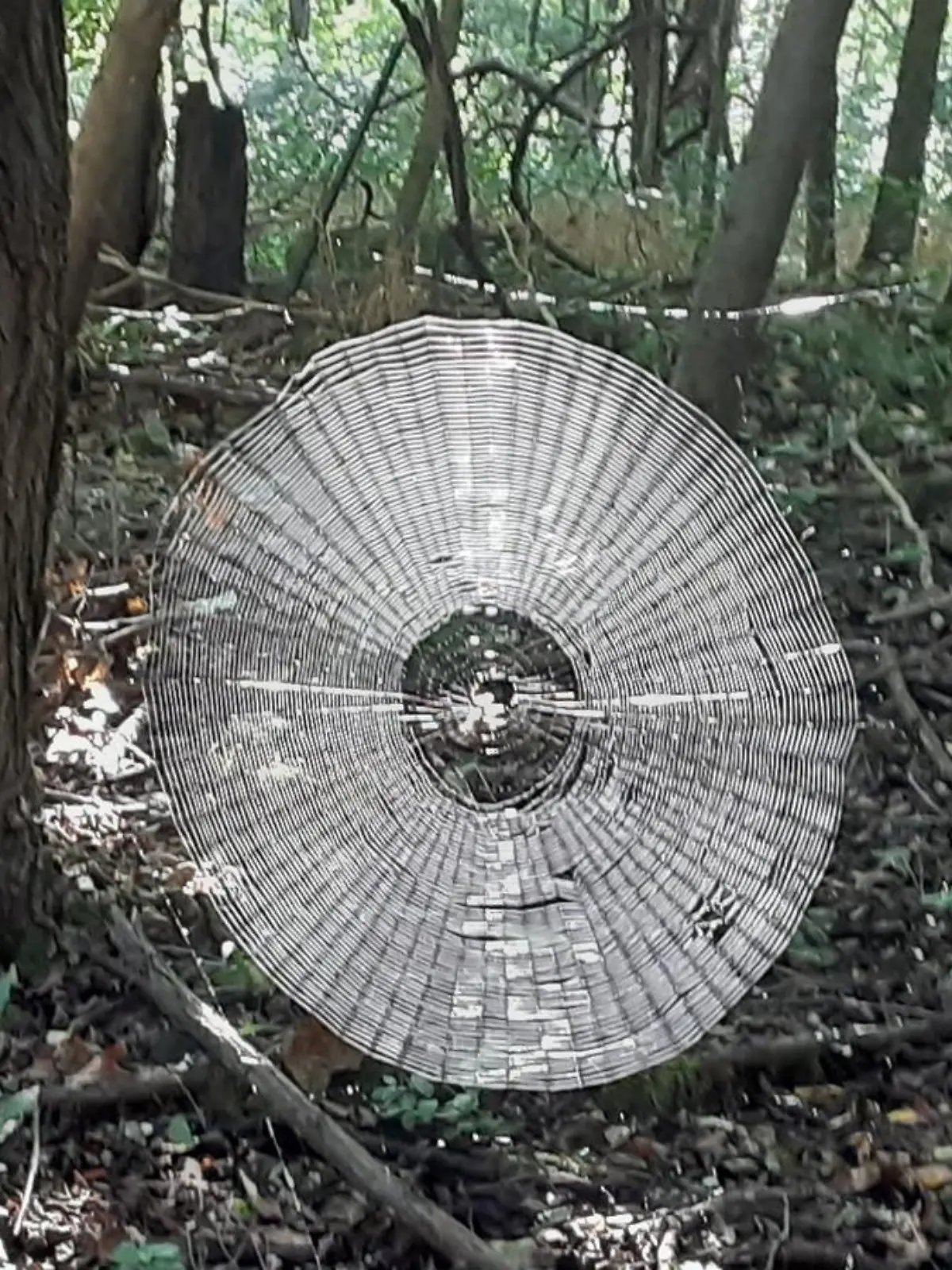 Schon mal so ein großes Spinnennetz gesehen?