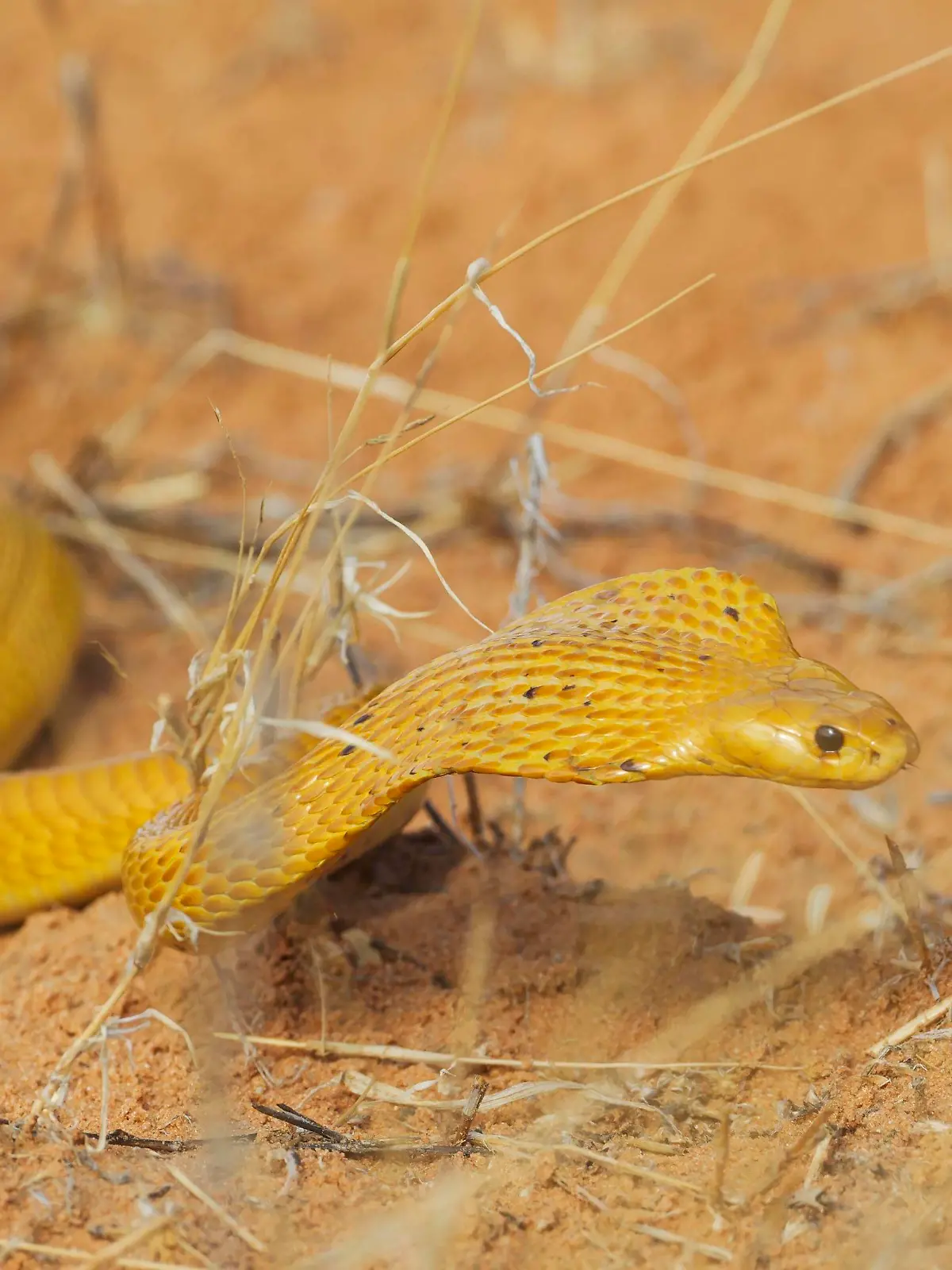 Kapkobra Naja nivea, jagend, Kalahari-Wüste, Kgalagadi Transfrontier Park, Südafrika *** Kapkobra Naja nivea , hunting, Kalahari Desert, Kgalagadi Transfrontier Park, South Africa Copyright: imageBROKER/ThomasxDressler ibxtdr05061434.jpg Bitte beachten Sie die gesetzlichen Bestimmungen des deutschen Urheberrechtes hinsichtlich der Namensnennung des Fotografen im direkten Umfeld der Veröffentlichung!